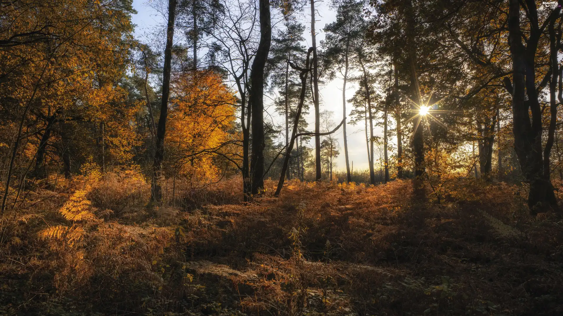 grass, trees, autumn, viewes, forest, Fog, rays of the Sun