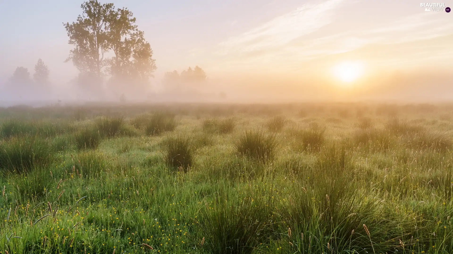 viewes, Meadow, Fog, grass, Sunrise, trees