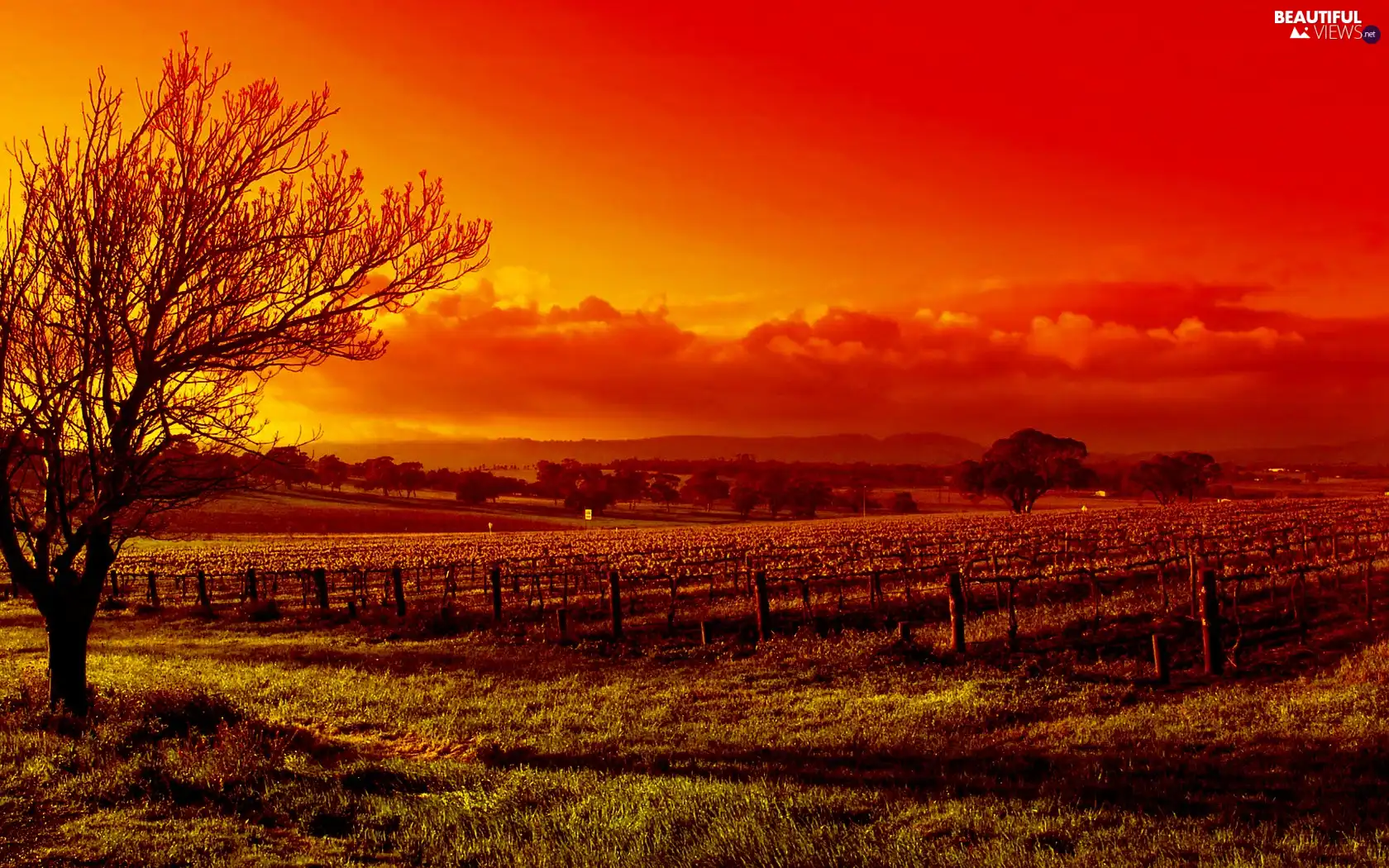 grass, trees, sun, farm, west