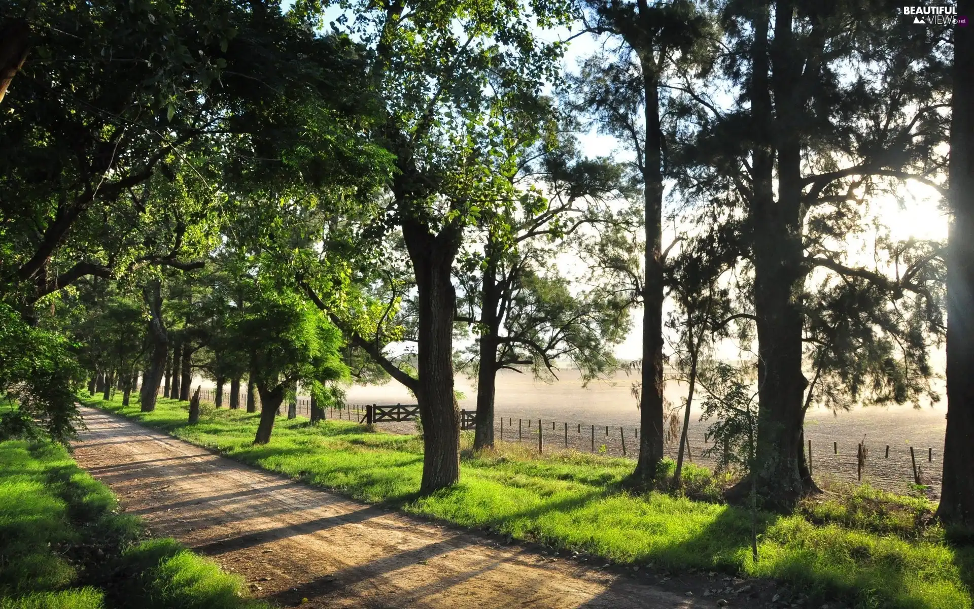 Way, viewes, grass, trees