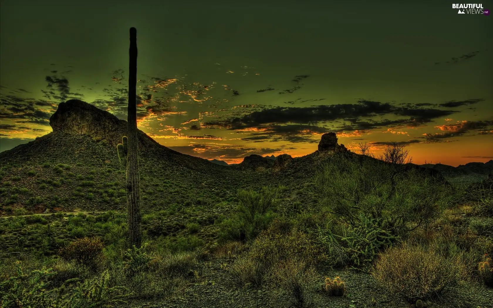 west, Cactus, grass, sun