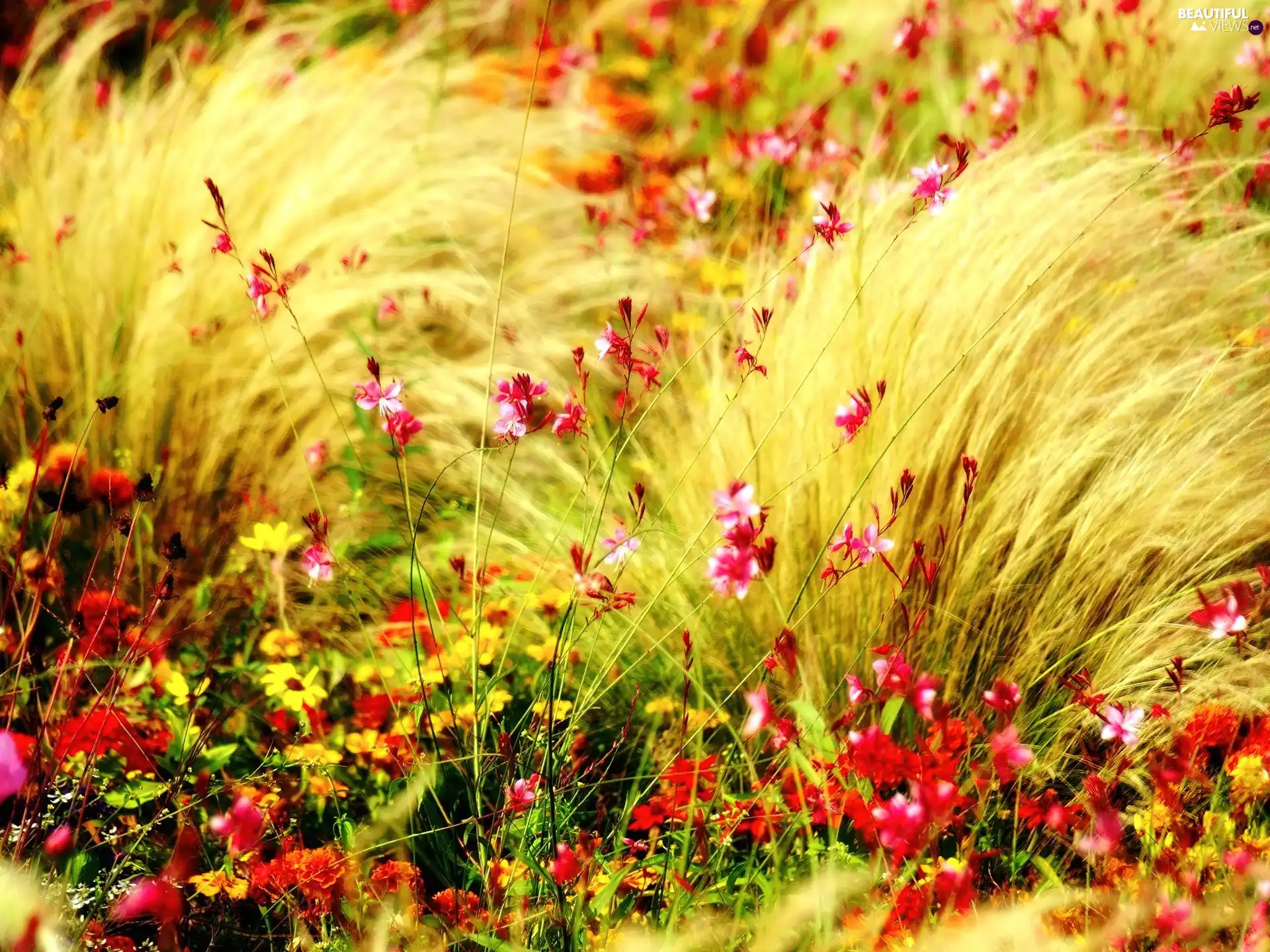 grass, Flowers, Wildflowers