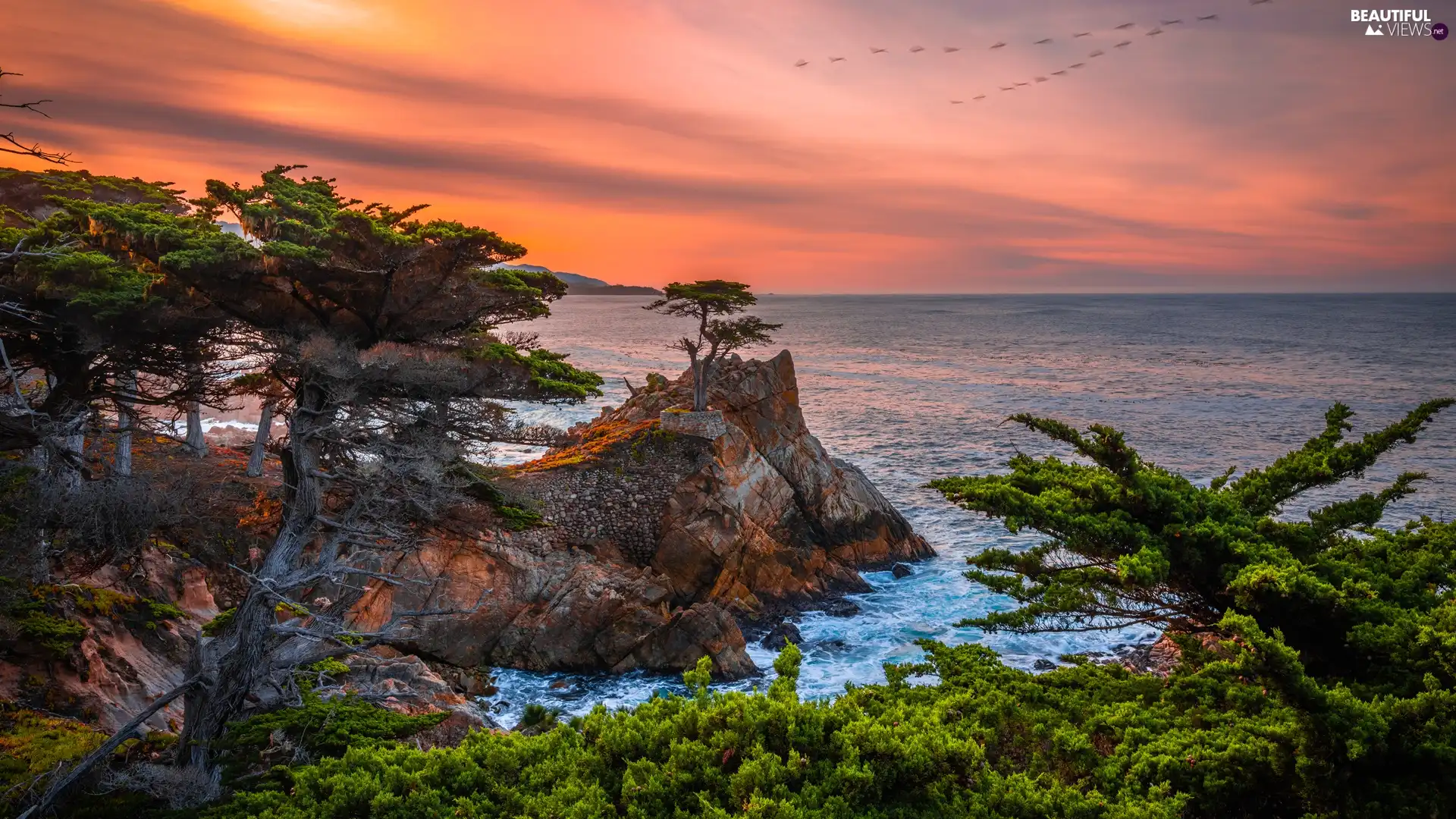 trees, sea, birds, Great Sunsets, viewes, rocks