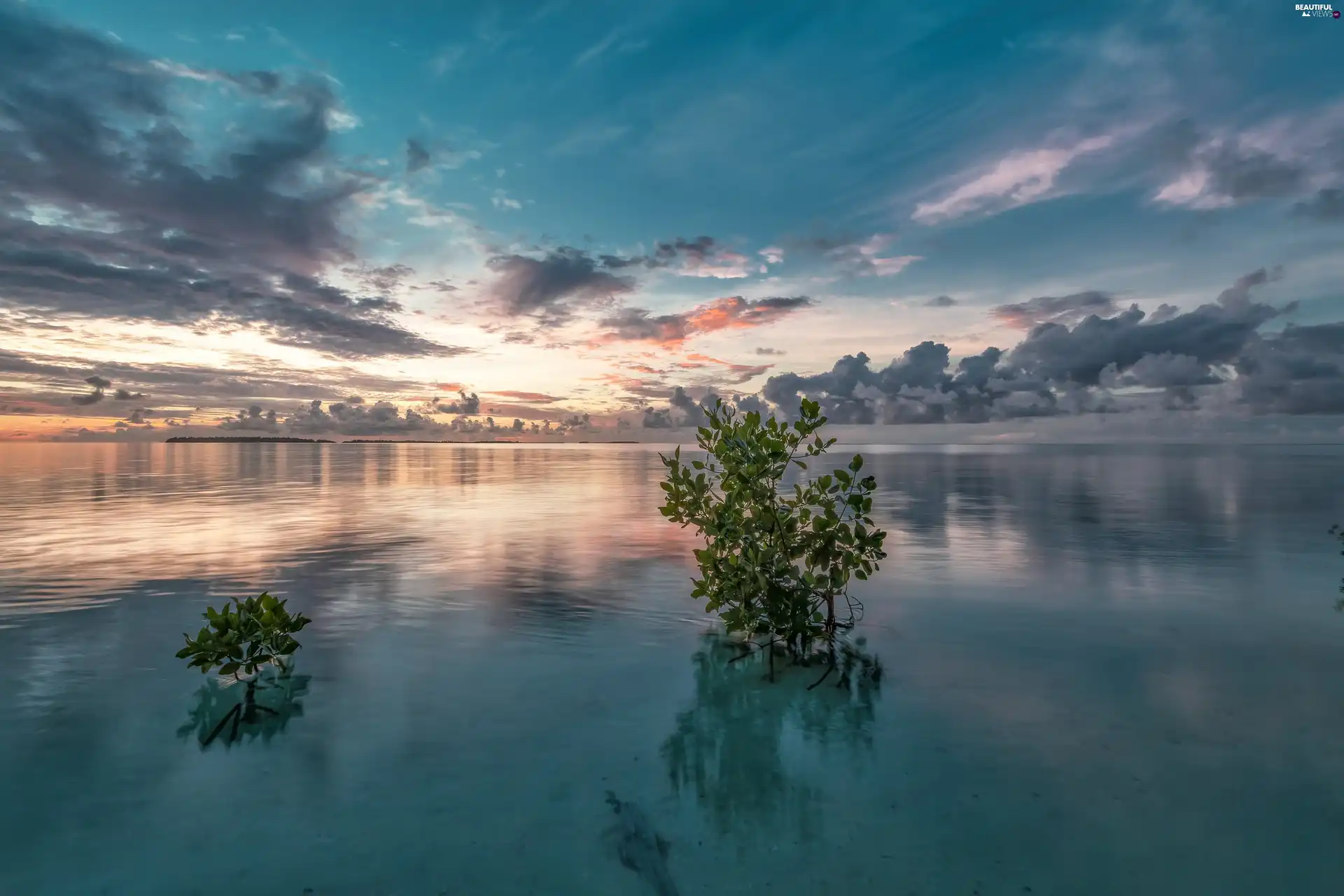 viewes, sea, clouds, Great Sunsets, Sky, trees