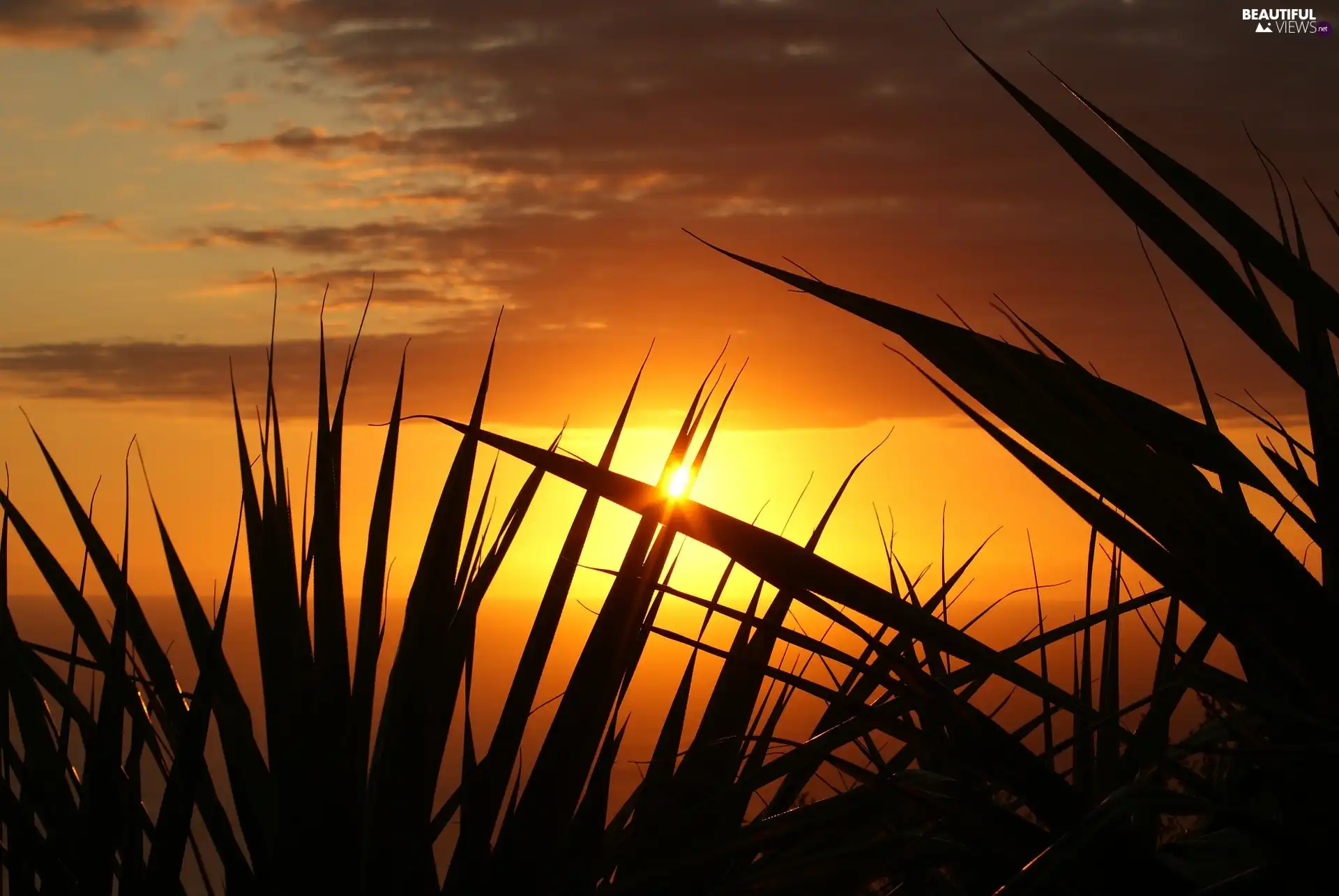 Great Sunsets, grass