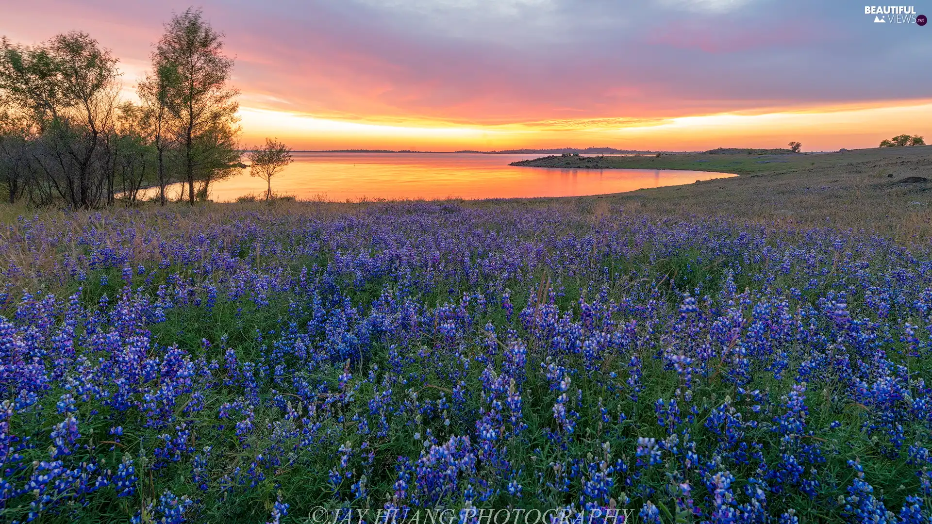 viewes, lake, lupine, Great Sunsets, Meadow, trees