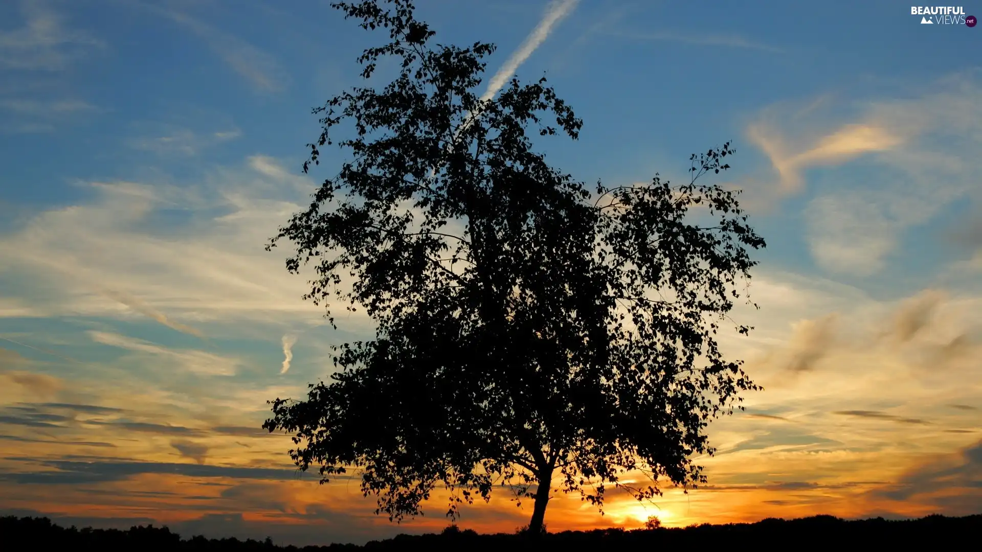 Sky, trees, Great Sunsets