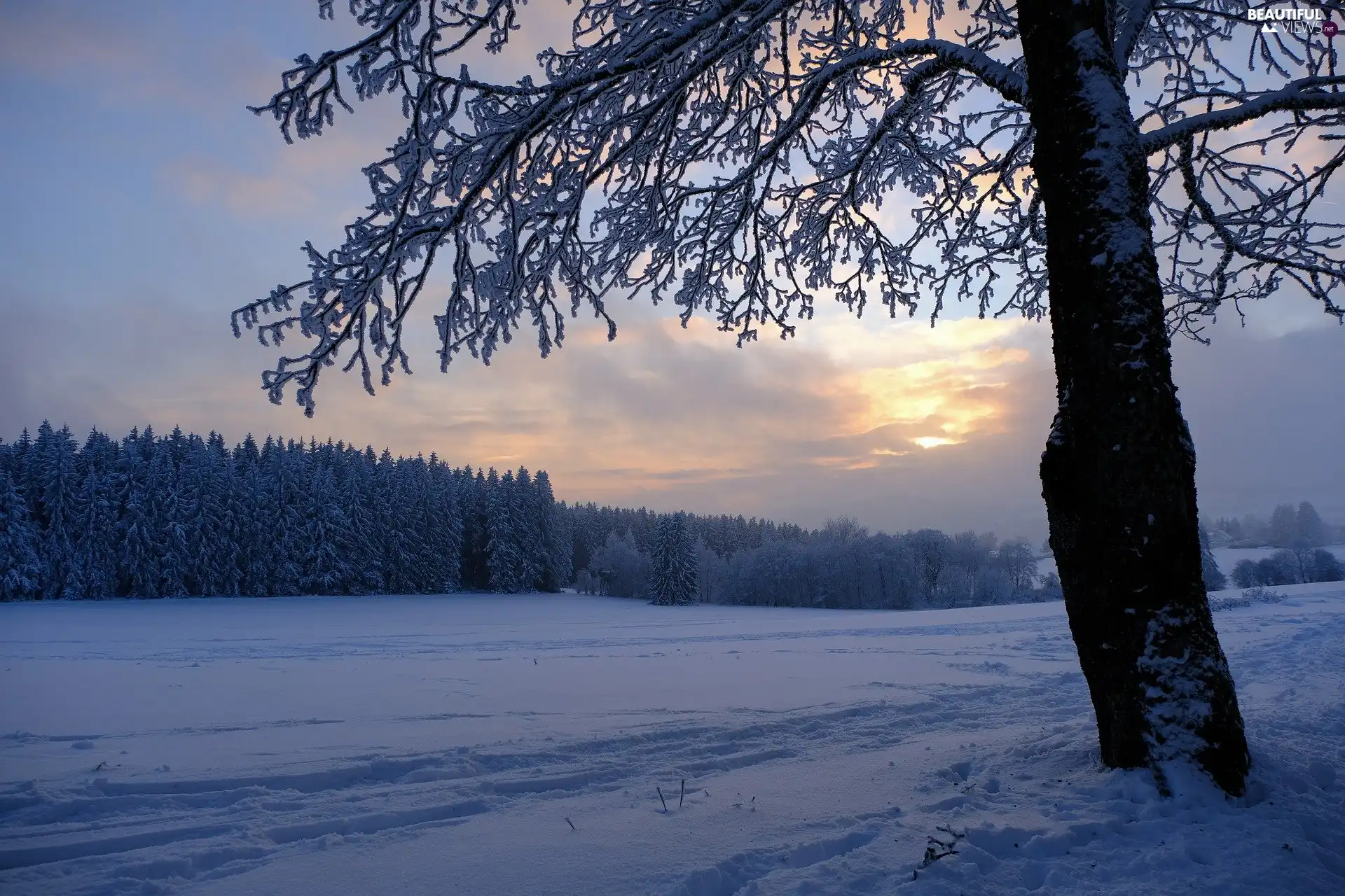 forest, winter, snow, Great Sunsets, trees, Field