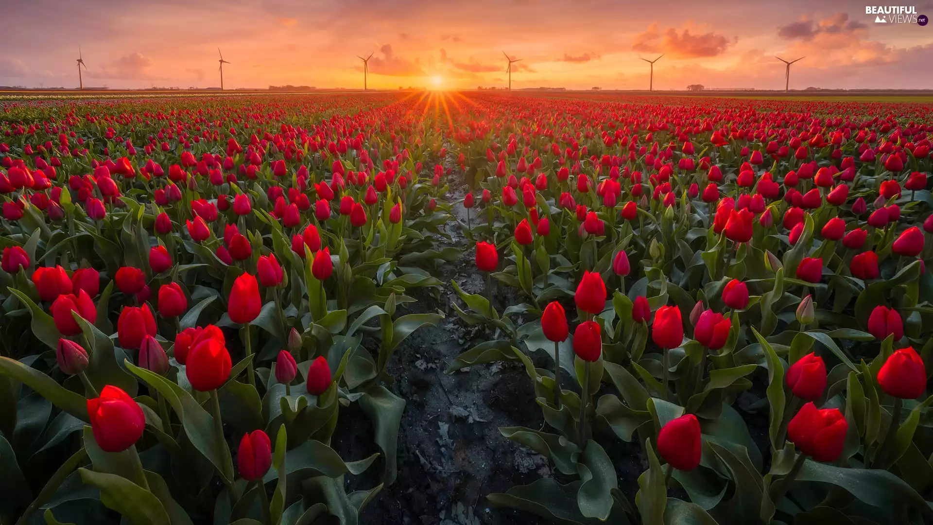 Field, Great Sunsets, Windmills, Tulips