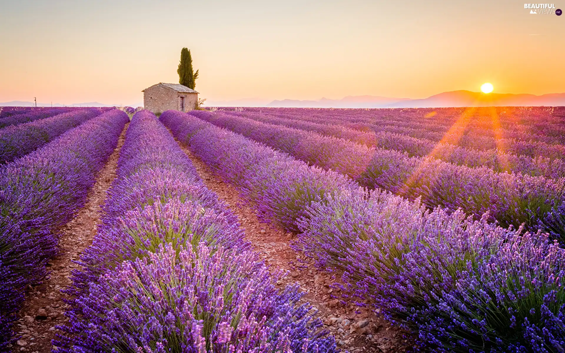 Fog, Field, trees, Great Sunsets, house, lavender