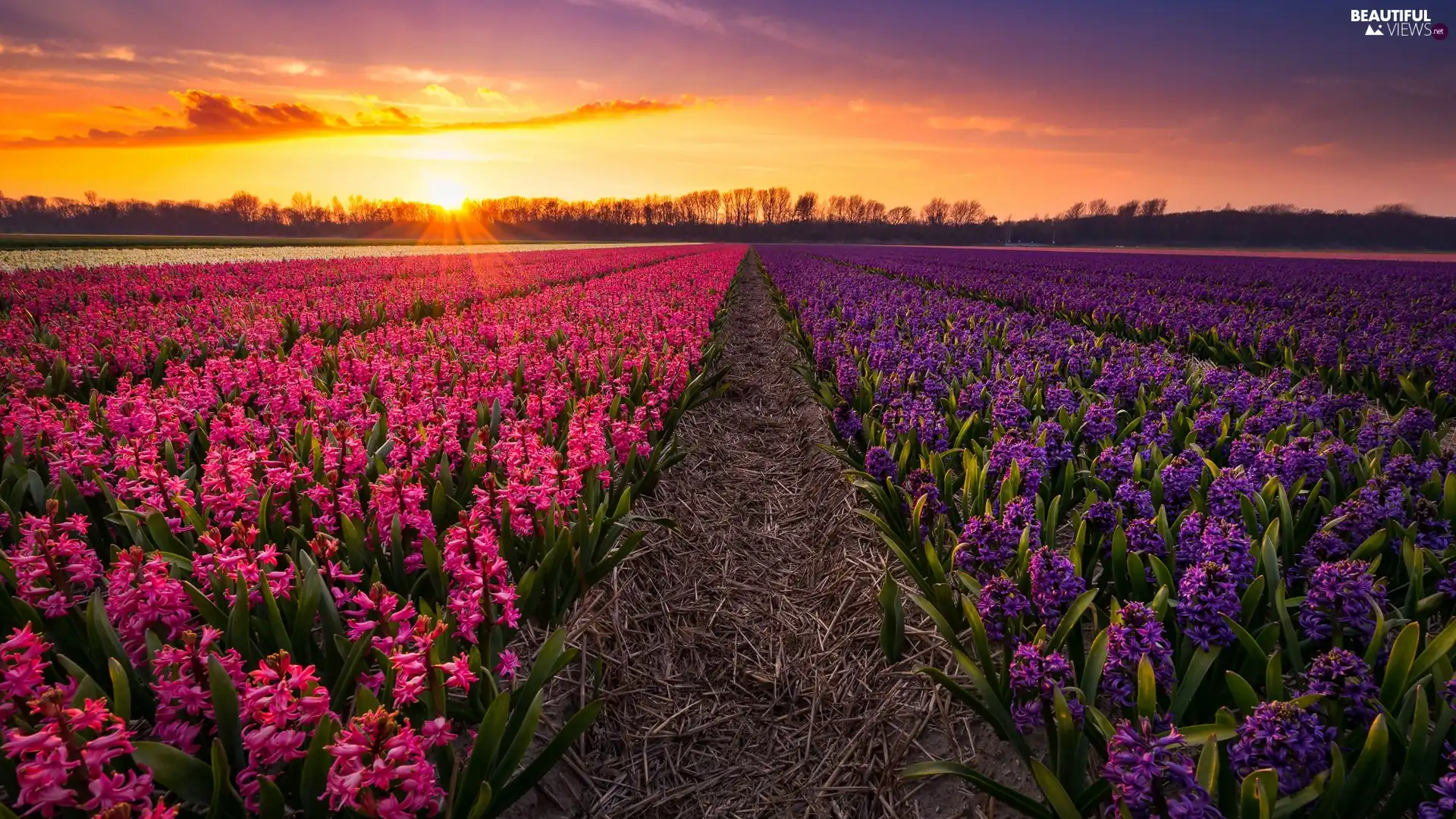 Hyacinths, Field, viewes, Great Sunsets, trees, plantation