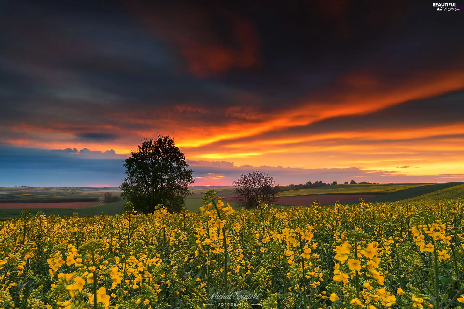 Flowers, field, viewes, Great Sunsets, trees, rape