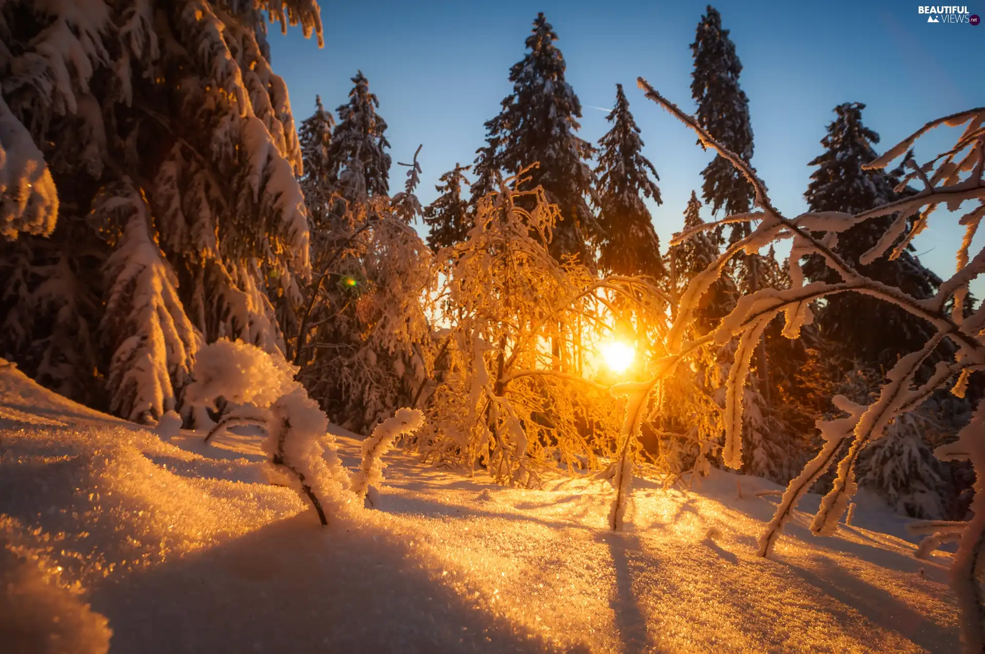 winter, branch pics, Great Sunsets, forest