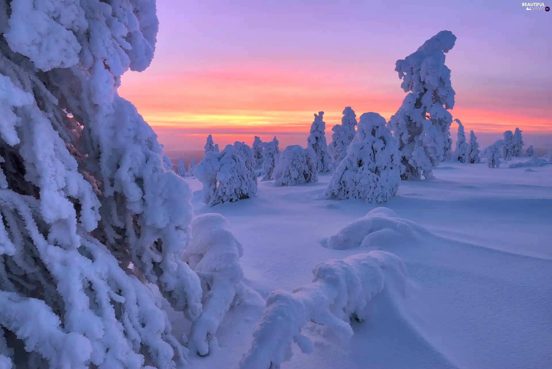 viewes, Snowy, winter, Great Sunsets, Spruces, trees