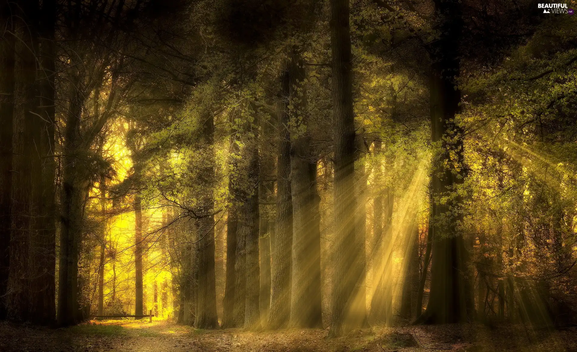 viewes, light breaking through sky, forest, trees, Green