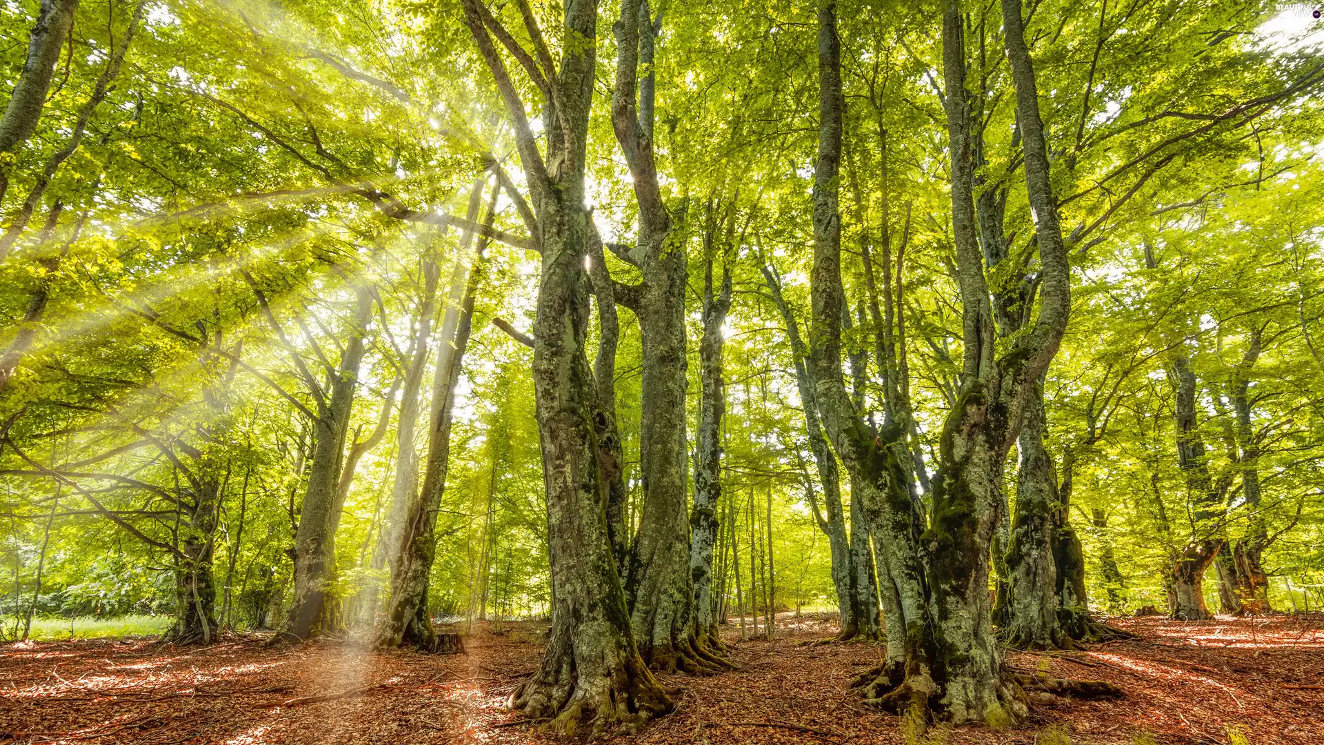 trees, viewes, forest, light breaking through sky, Green