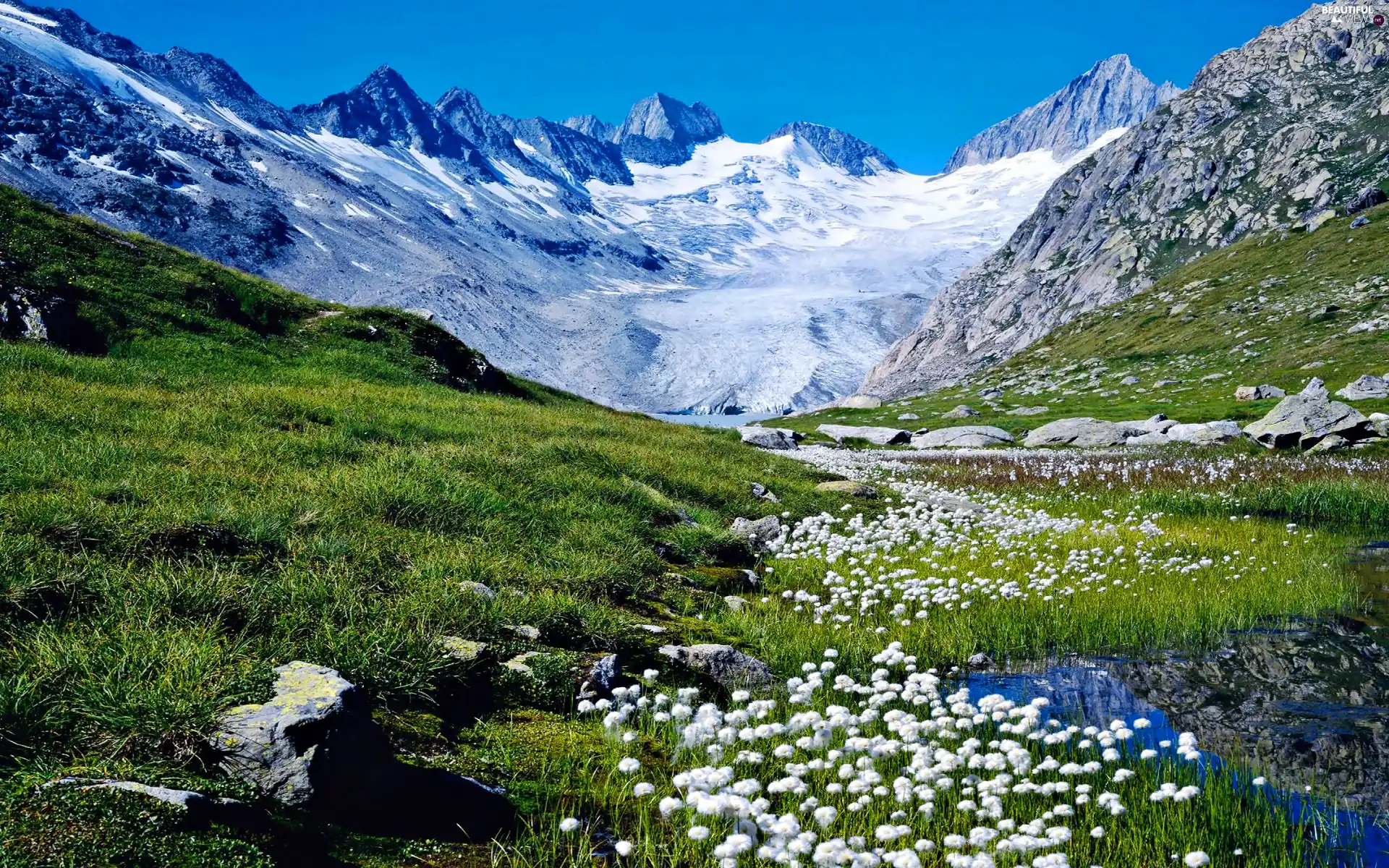 Mountains, The Hills, Flowers, Spring, Swiss Alps, peaks