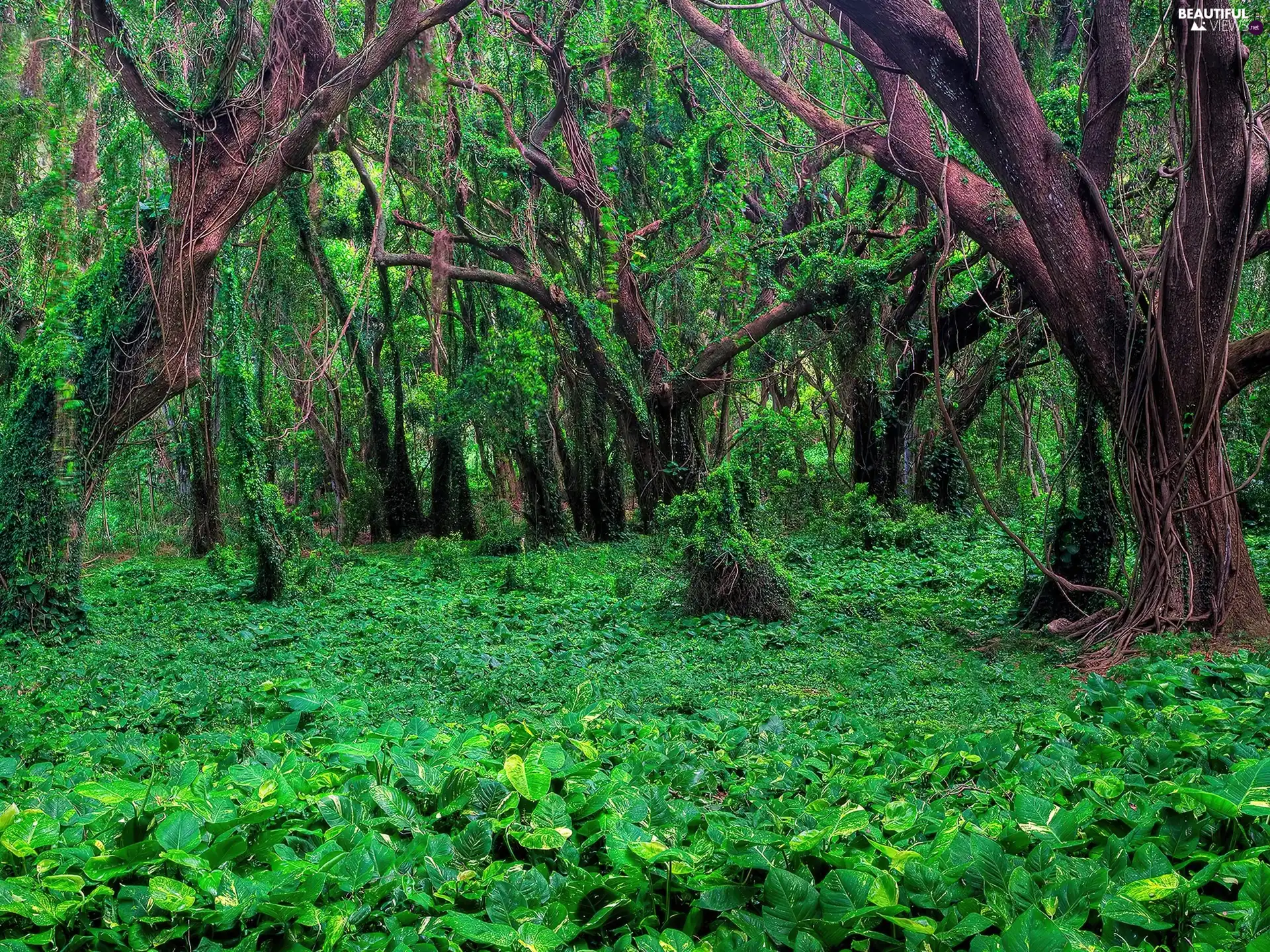 viewes, forest, green, ivies, Plants, trees