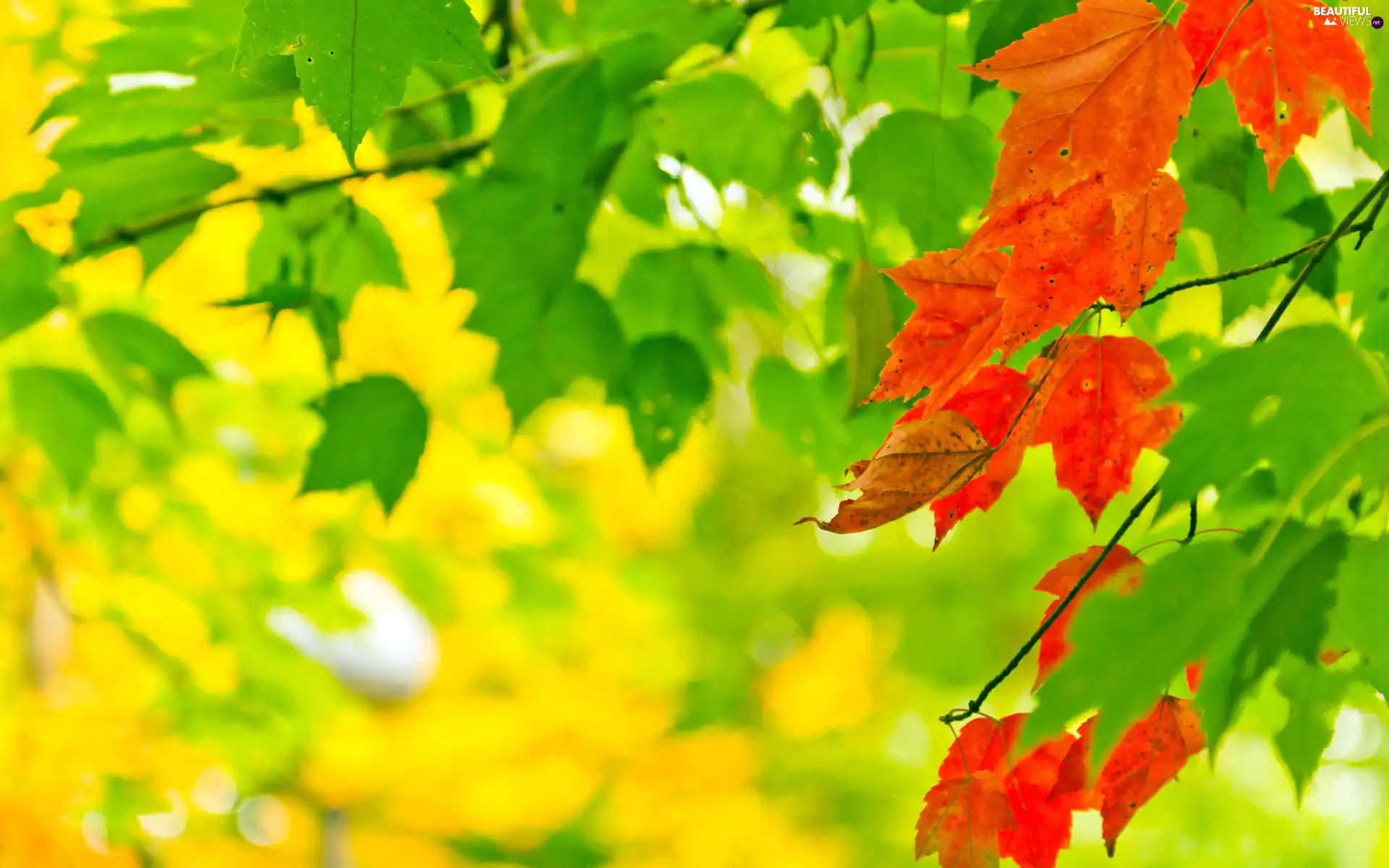 green, trees, Leaf