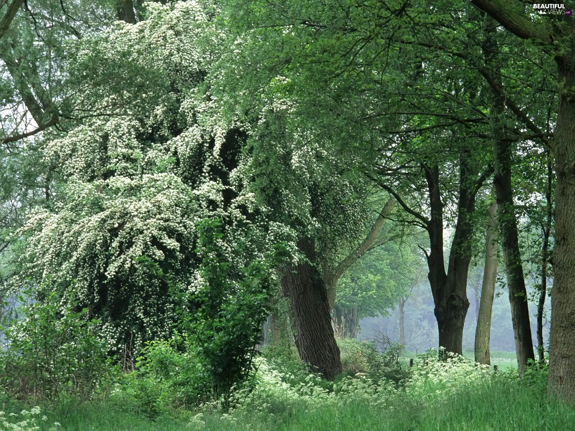 trees, thick, Green, litter, viewes, forest