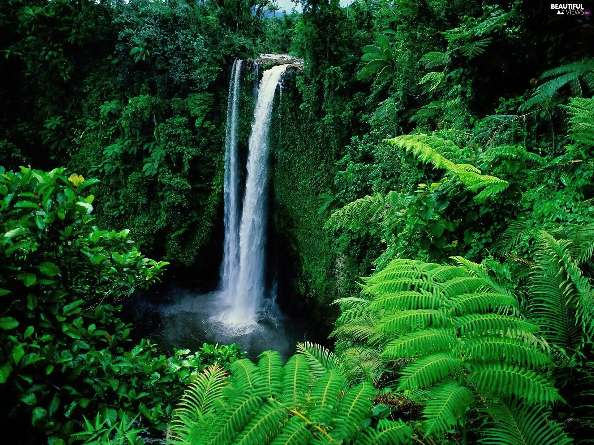 green, waterfall, Plants