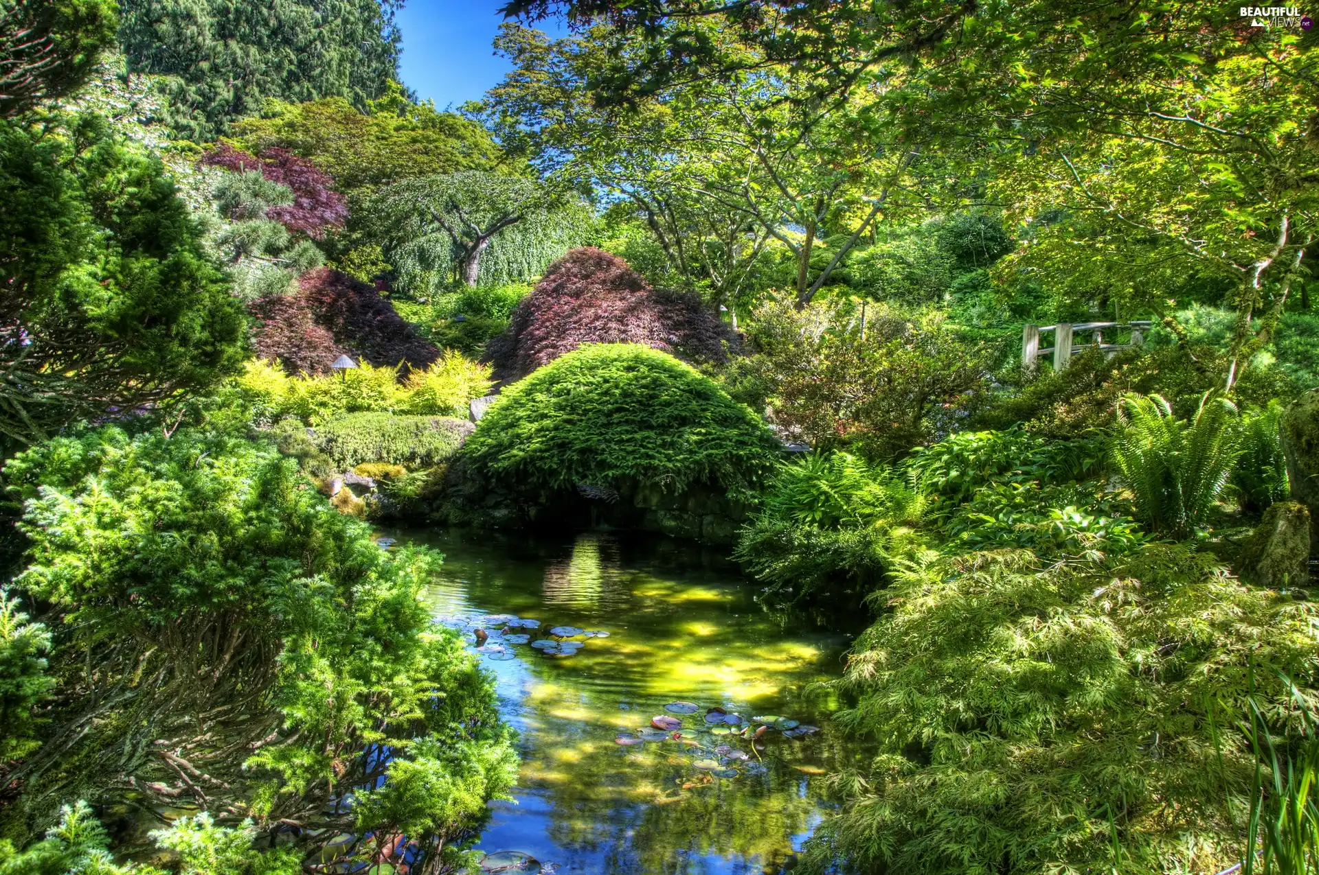 Park, Plants, green, Pond - car