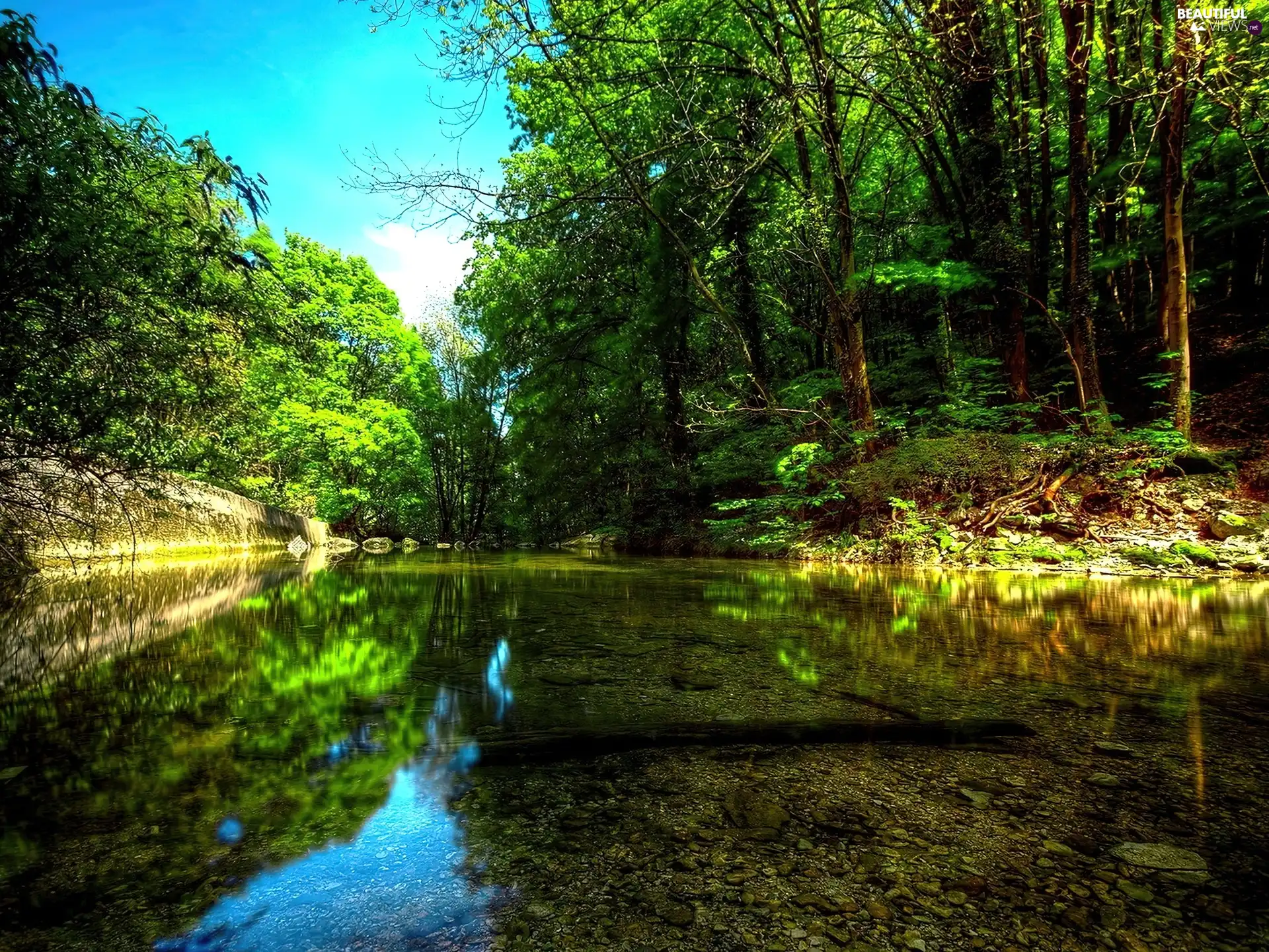 green, forest, River