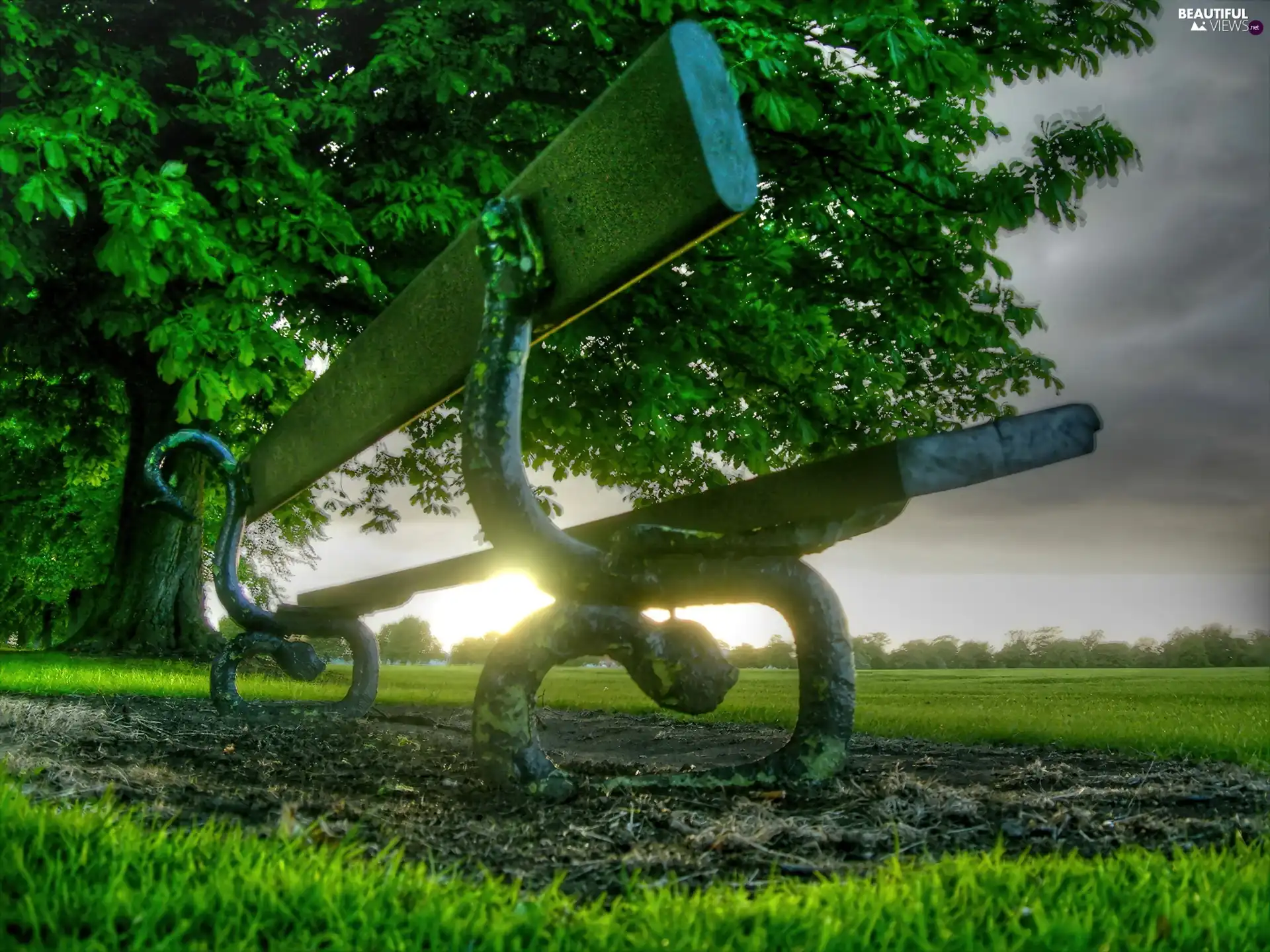 green ones, trees, sunny, Bench, rays