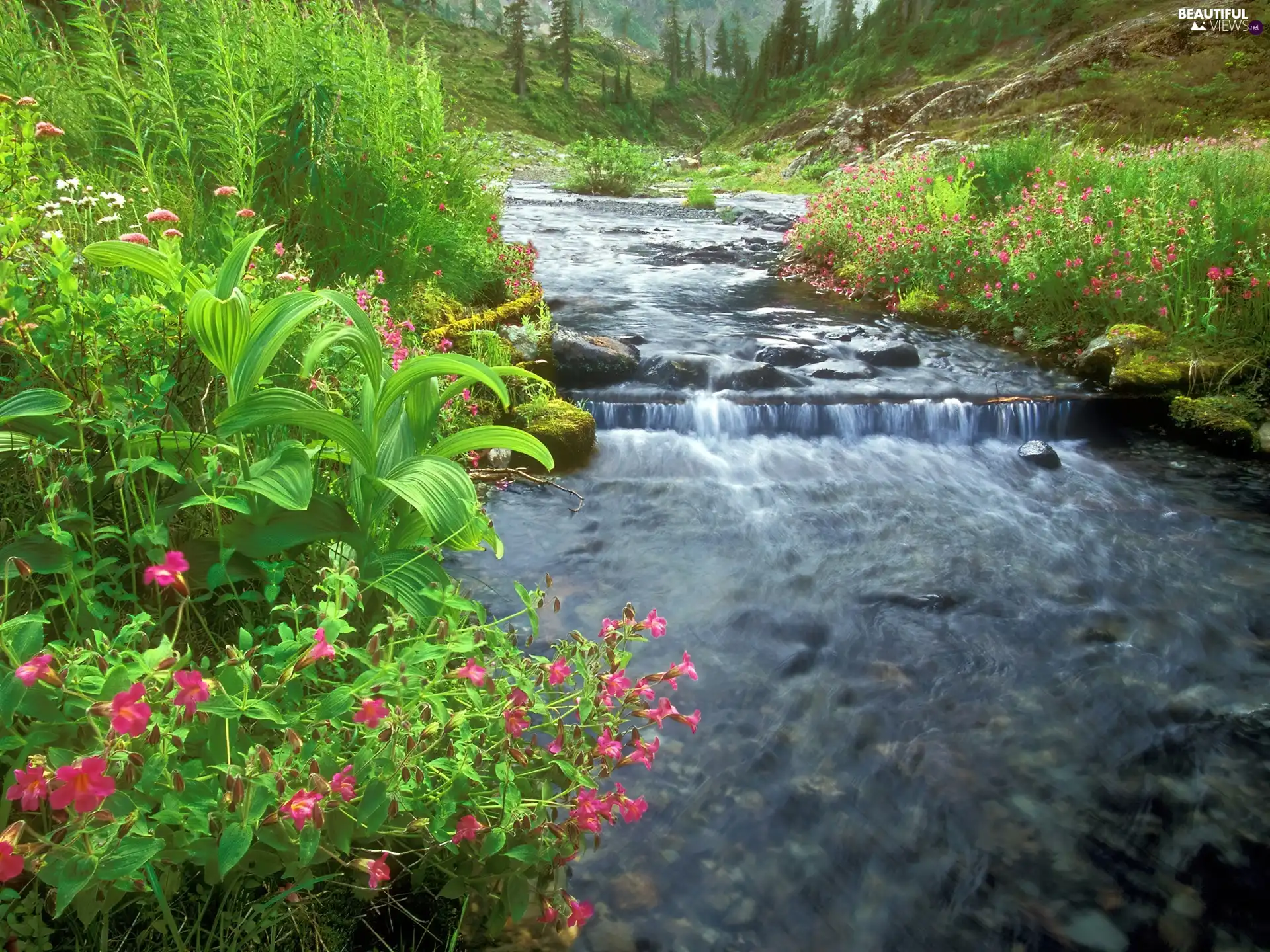 water, Flowers, green, Stones