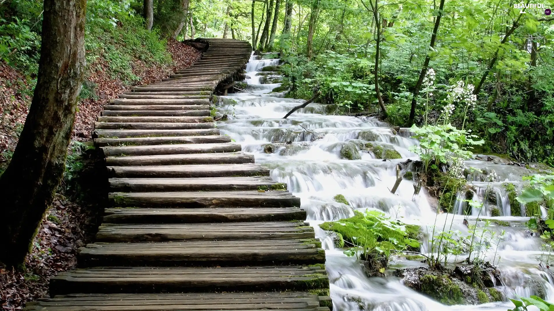 green, Park, waterfall