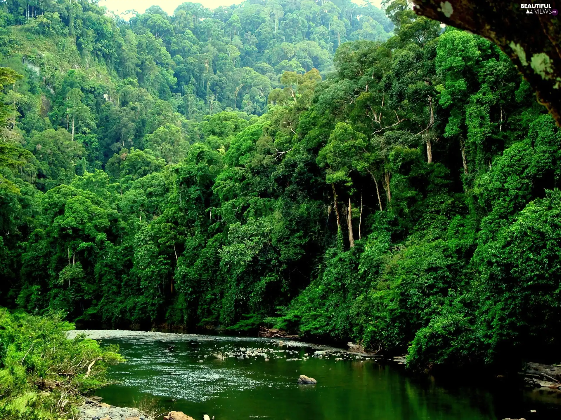 woods, River, green ones