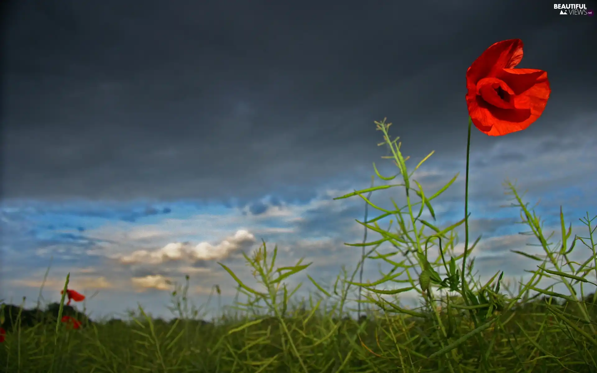 Grey, Sky, red weed, Clouds, Red
