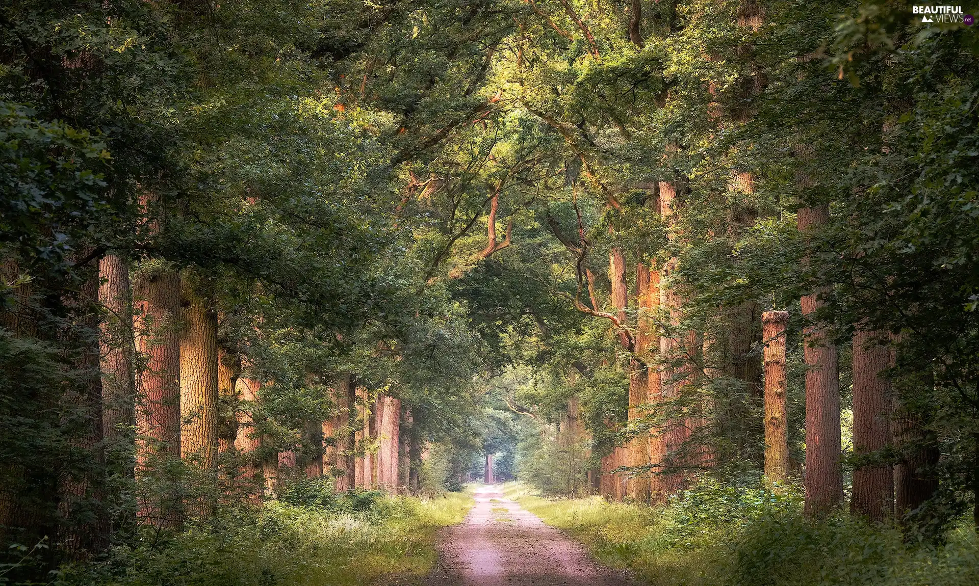 viewes, Hardwood, Way, trees, forest