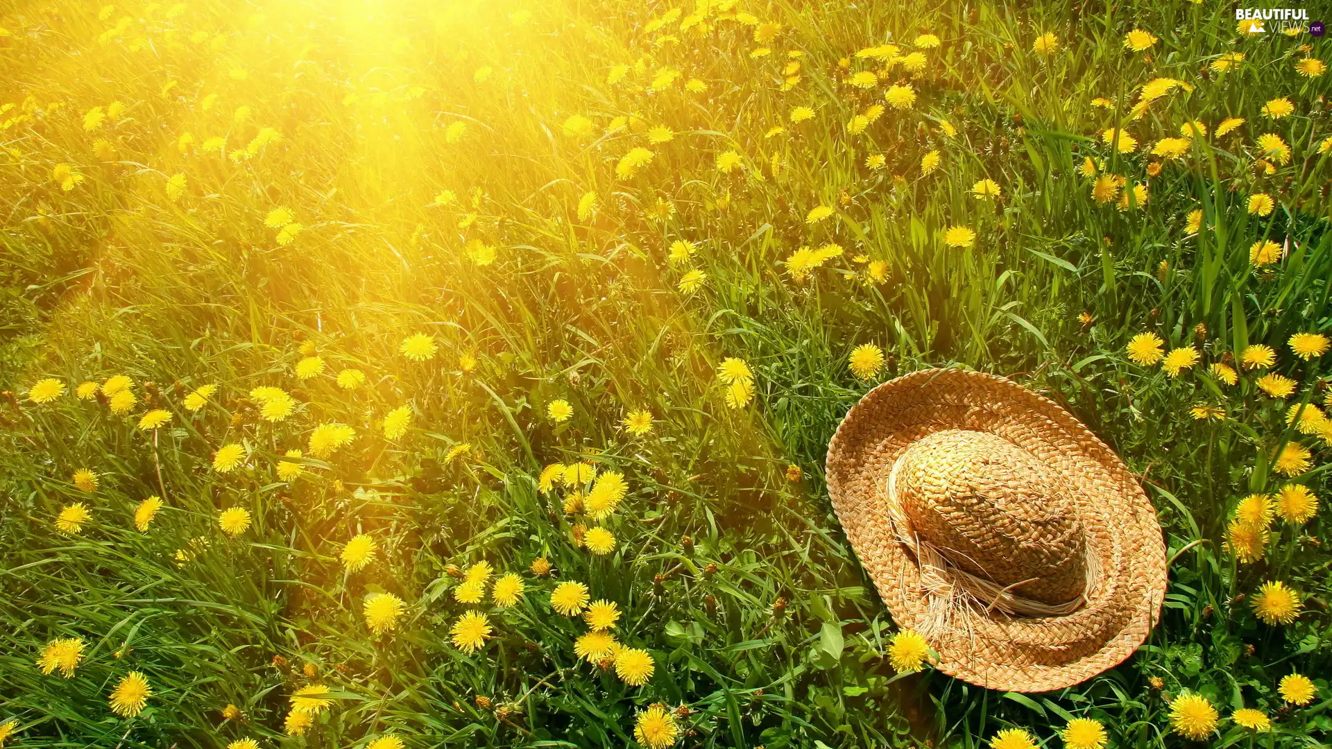 rays of the Sun, Hat, dandelions, Meadow