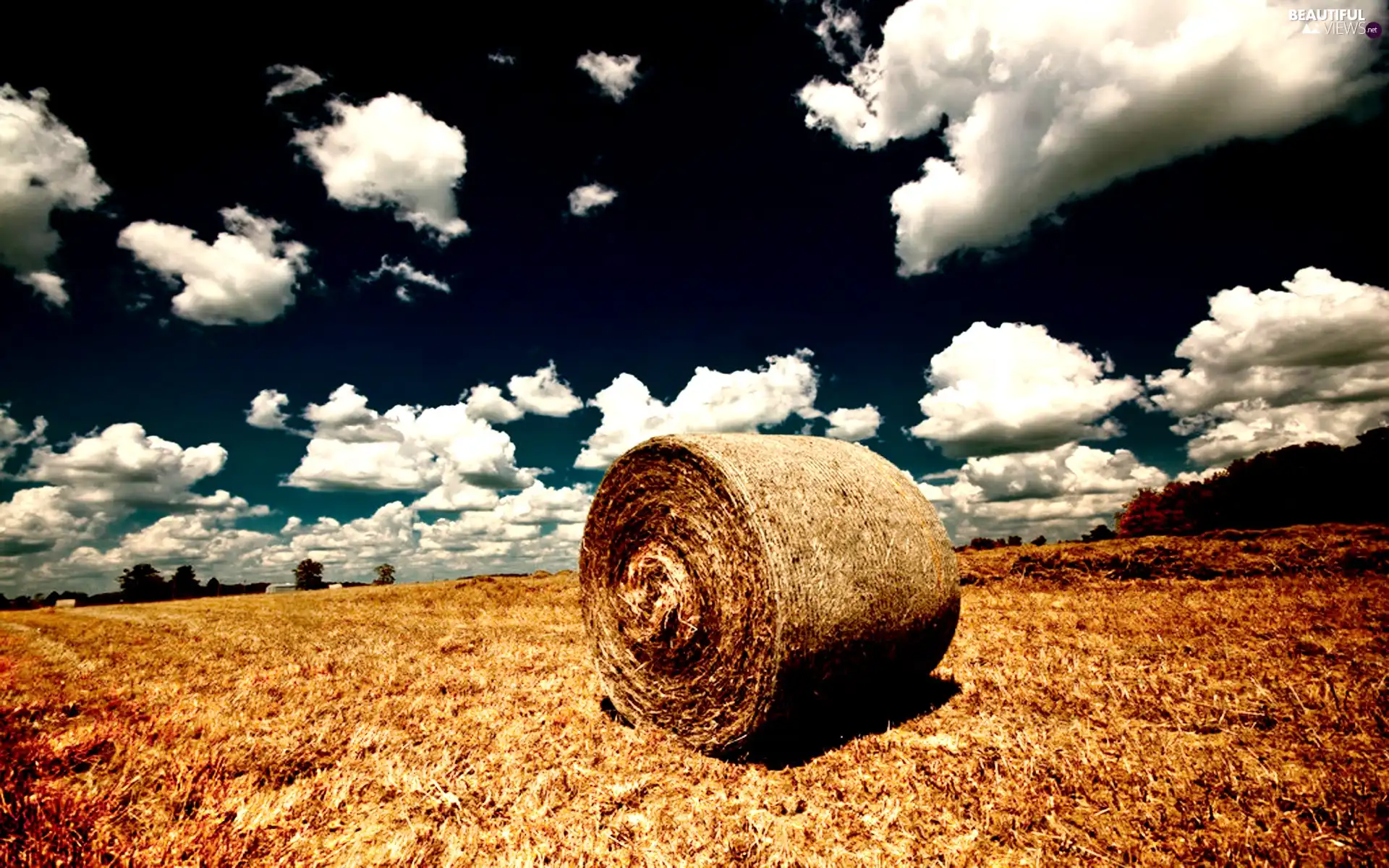 hay, Field, bunch