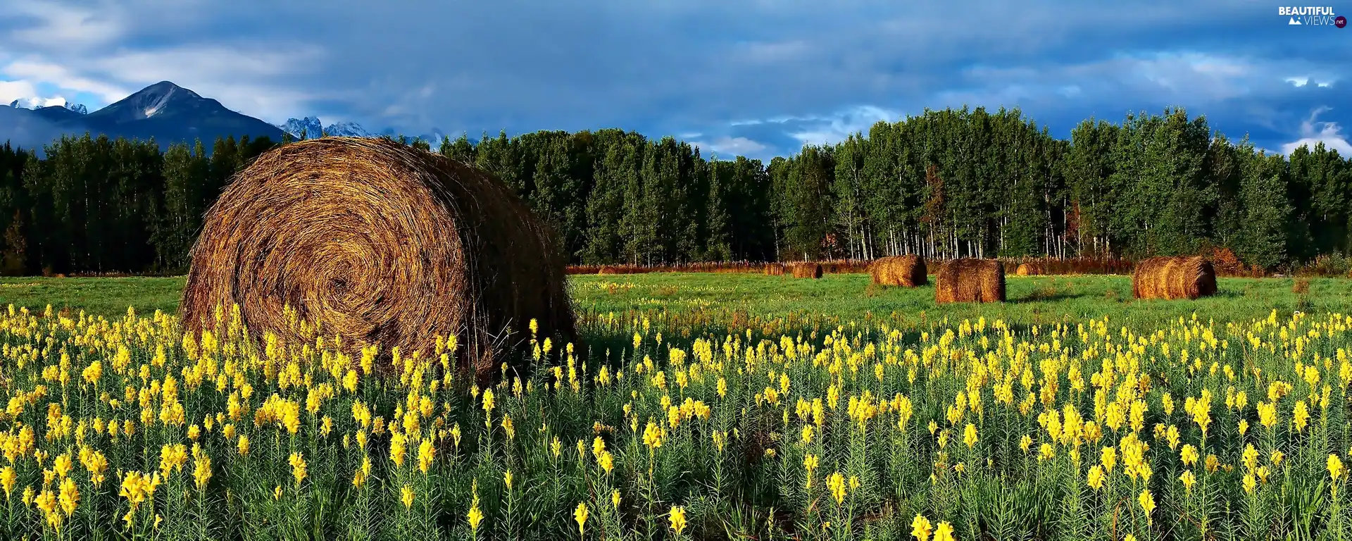 hay, forest, Flowers, Bele, Meadow