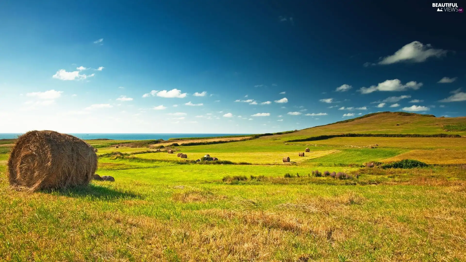hay, Field, Bale