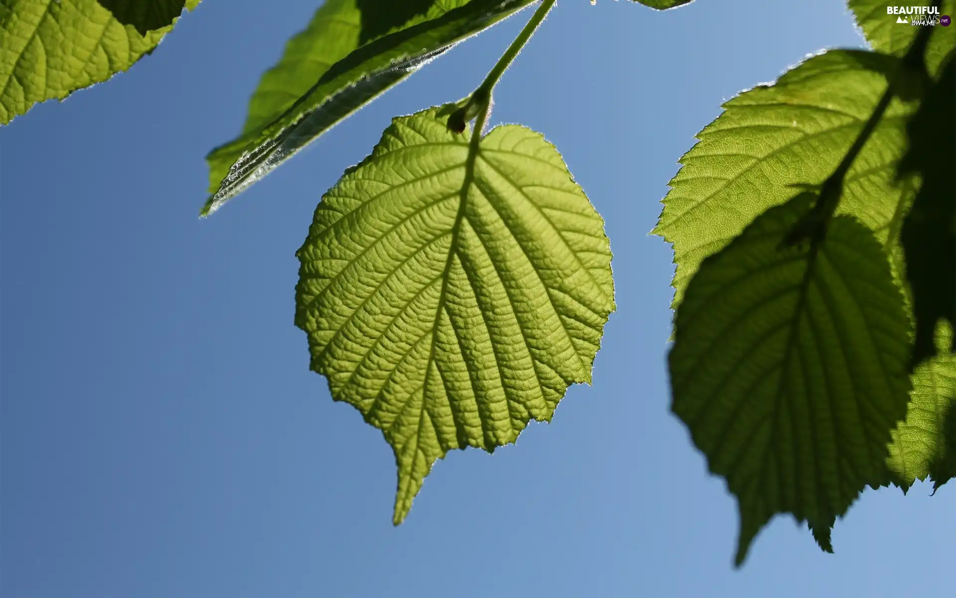 Leaf, hazel