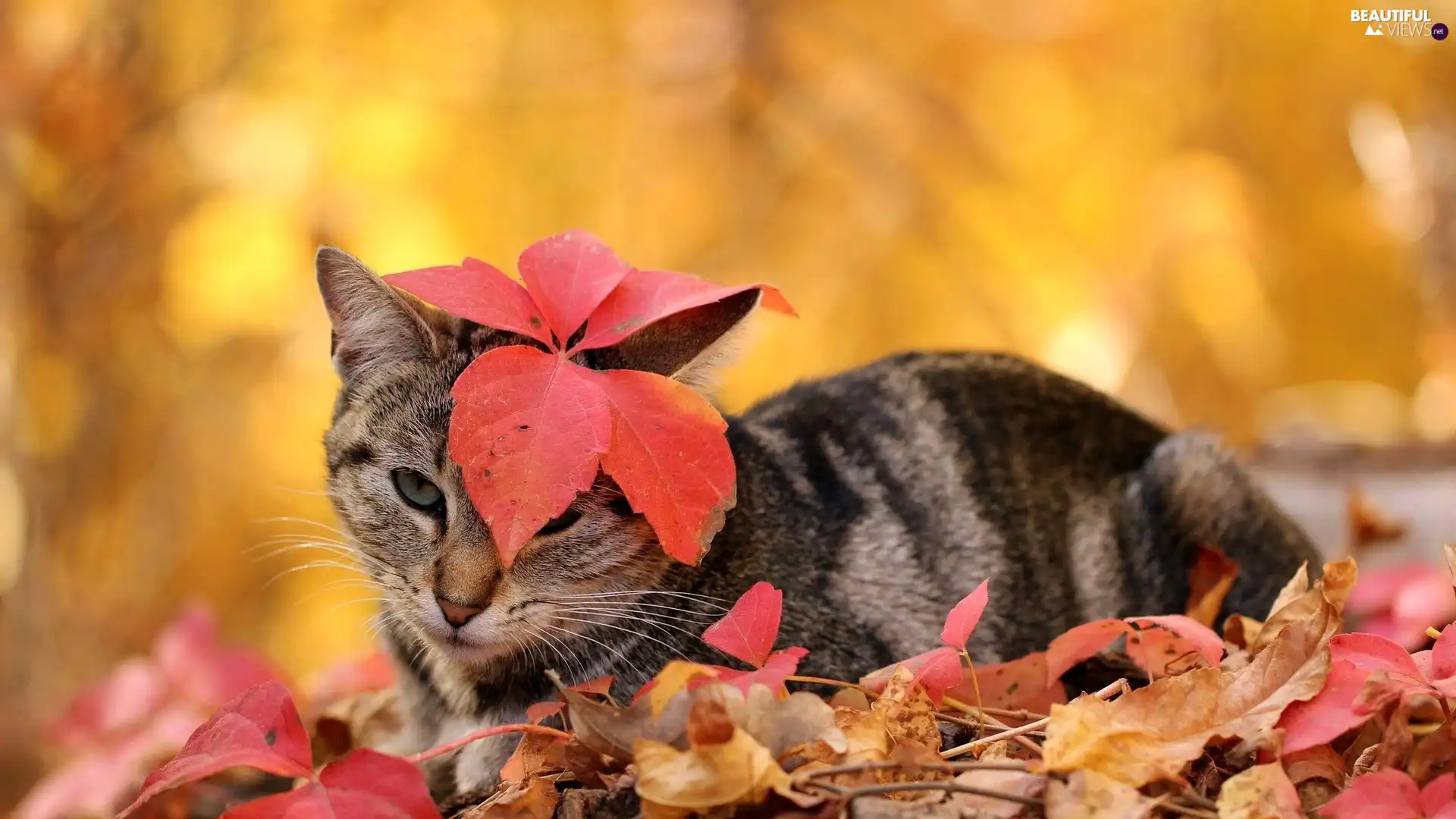 cat, an, Head, leaf