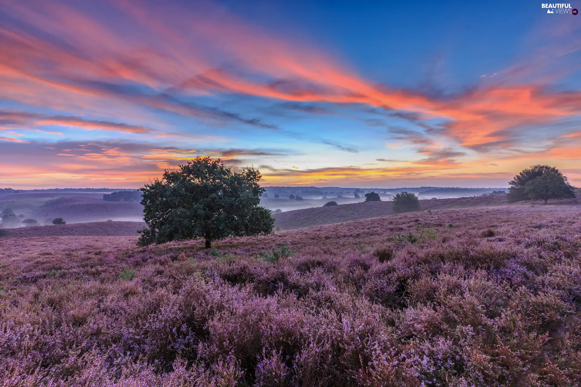 Veluwezoom National Park, heath, Province of Gelderland, Netherlands, viewes, clouds, Fog, trees, heathers