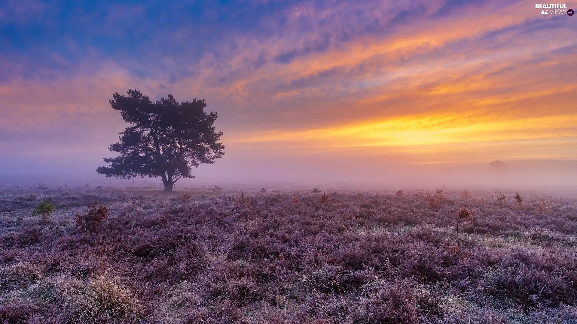 Fog, Great Sunsets, heath, trees, heathers