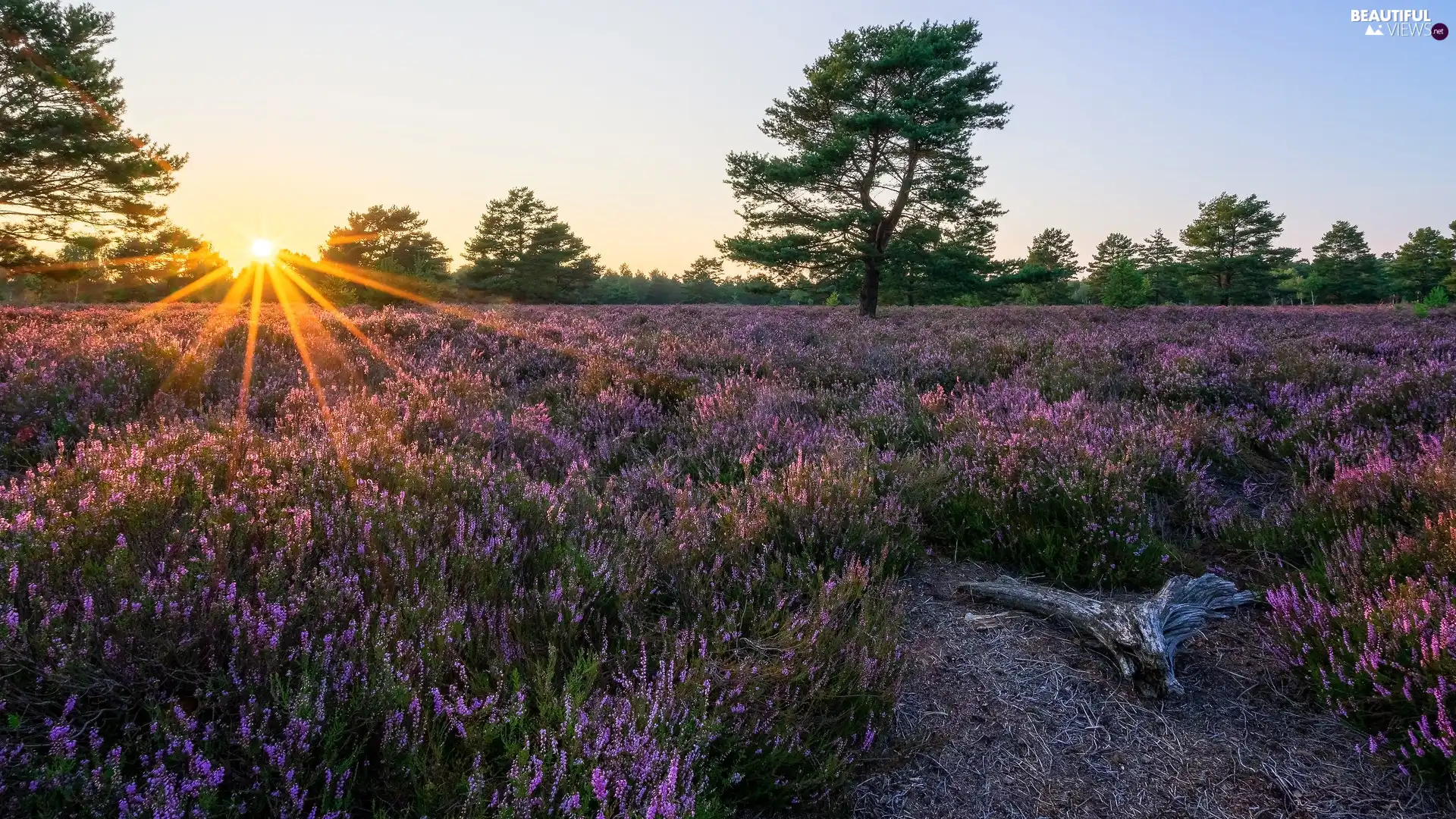 trees, viewes, heathers, rays of the Sun, heath