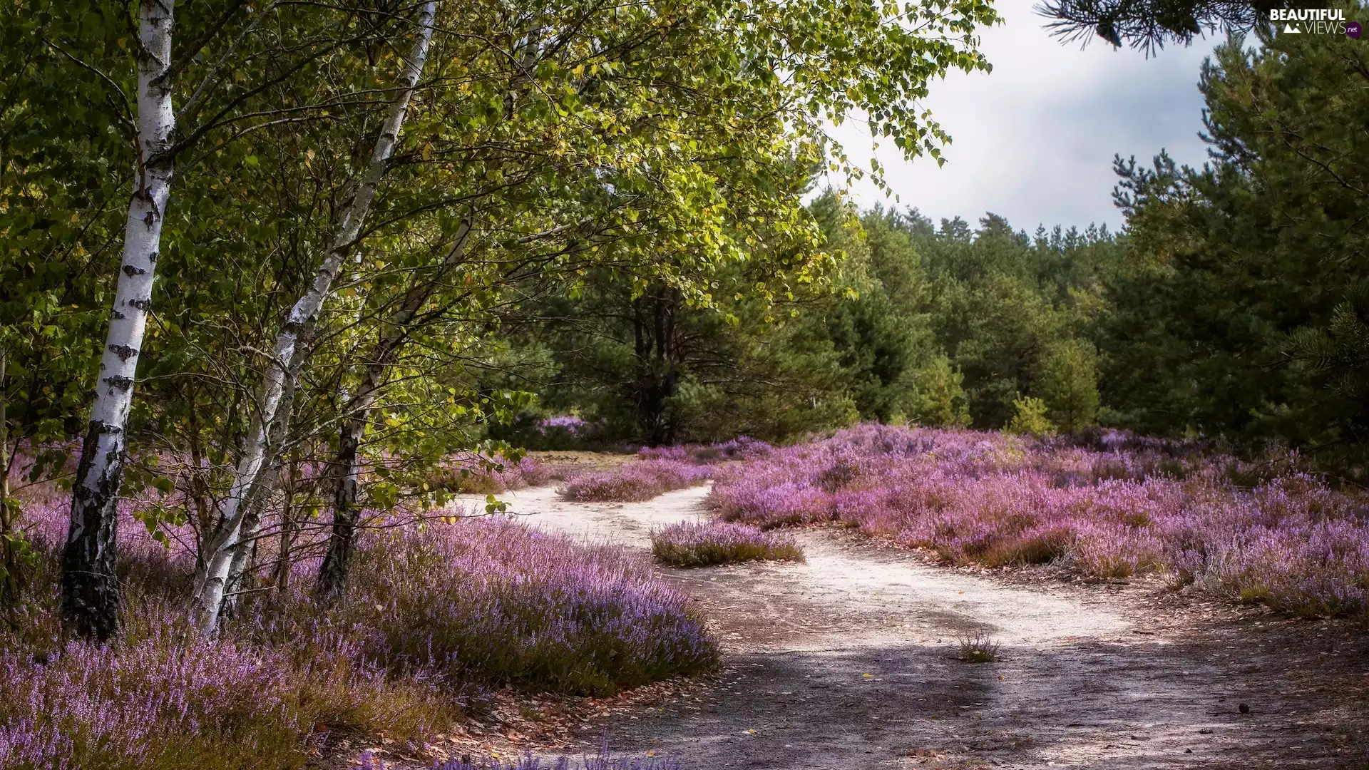 viewes, Way, Flowers, heath, birch, trees