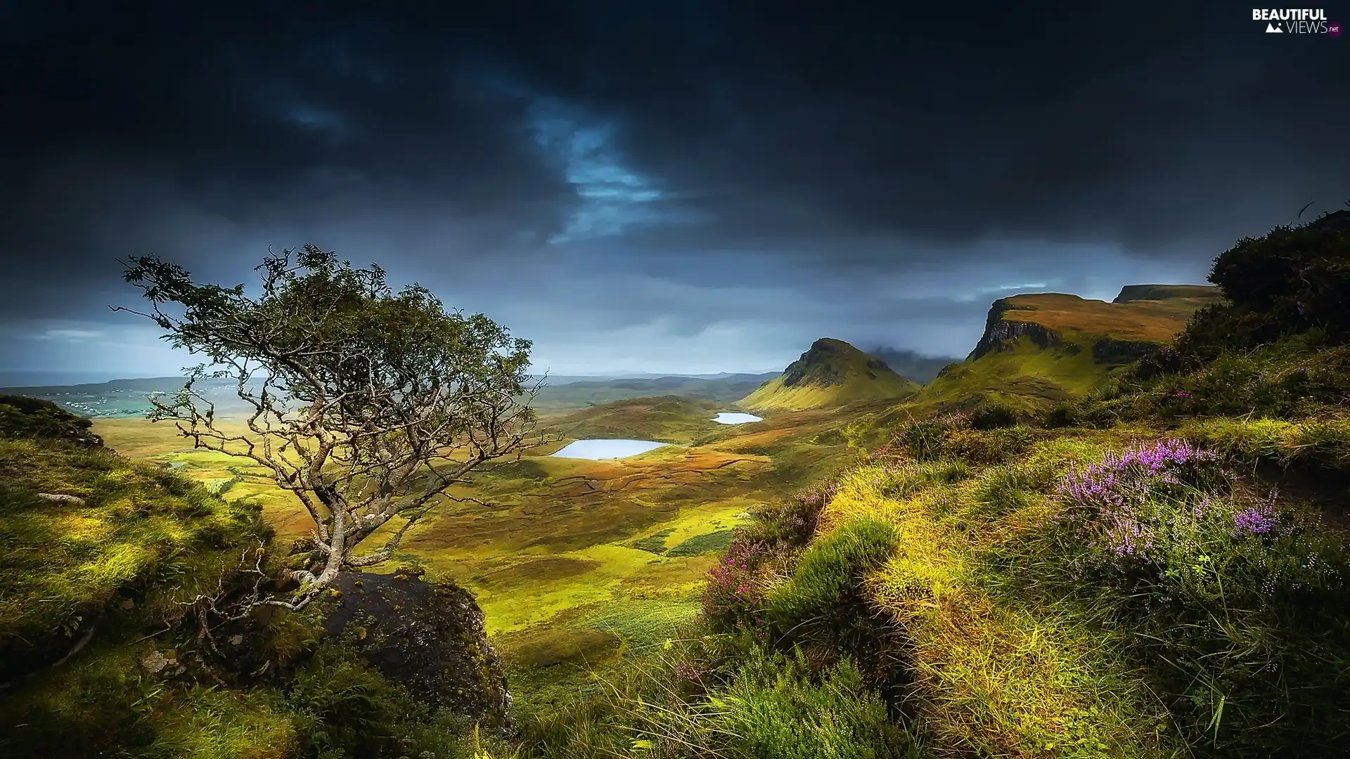 The Hills, trees, heather, lake