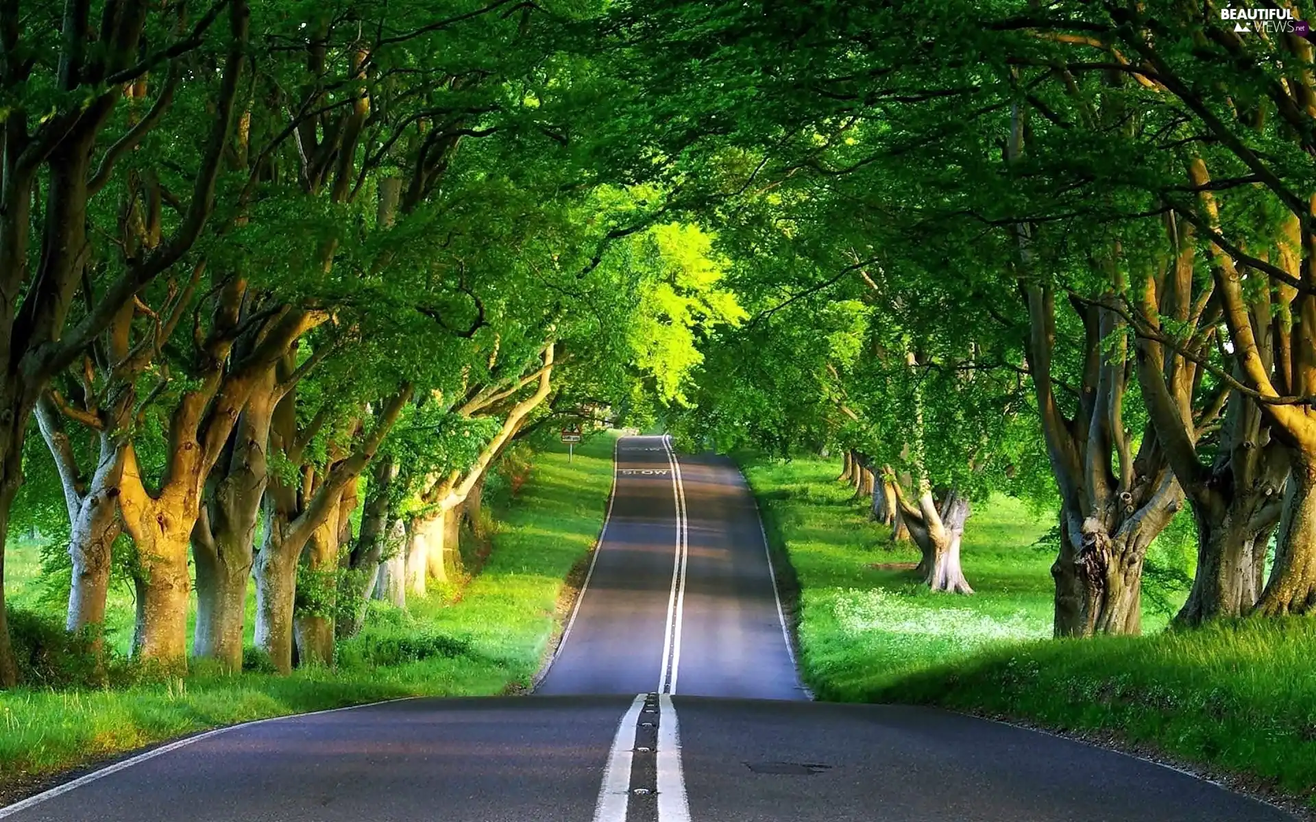 Way, summer, hedge, trees, flash, luminosity, ligh, sun, Przebijające