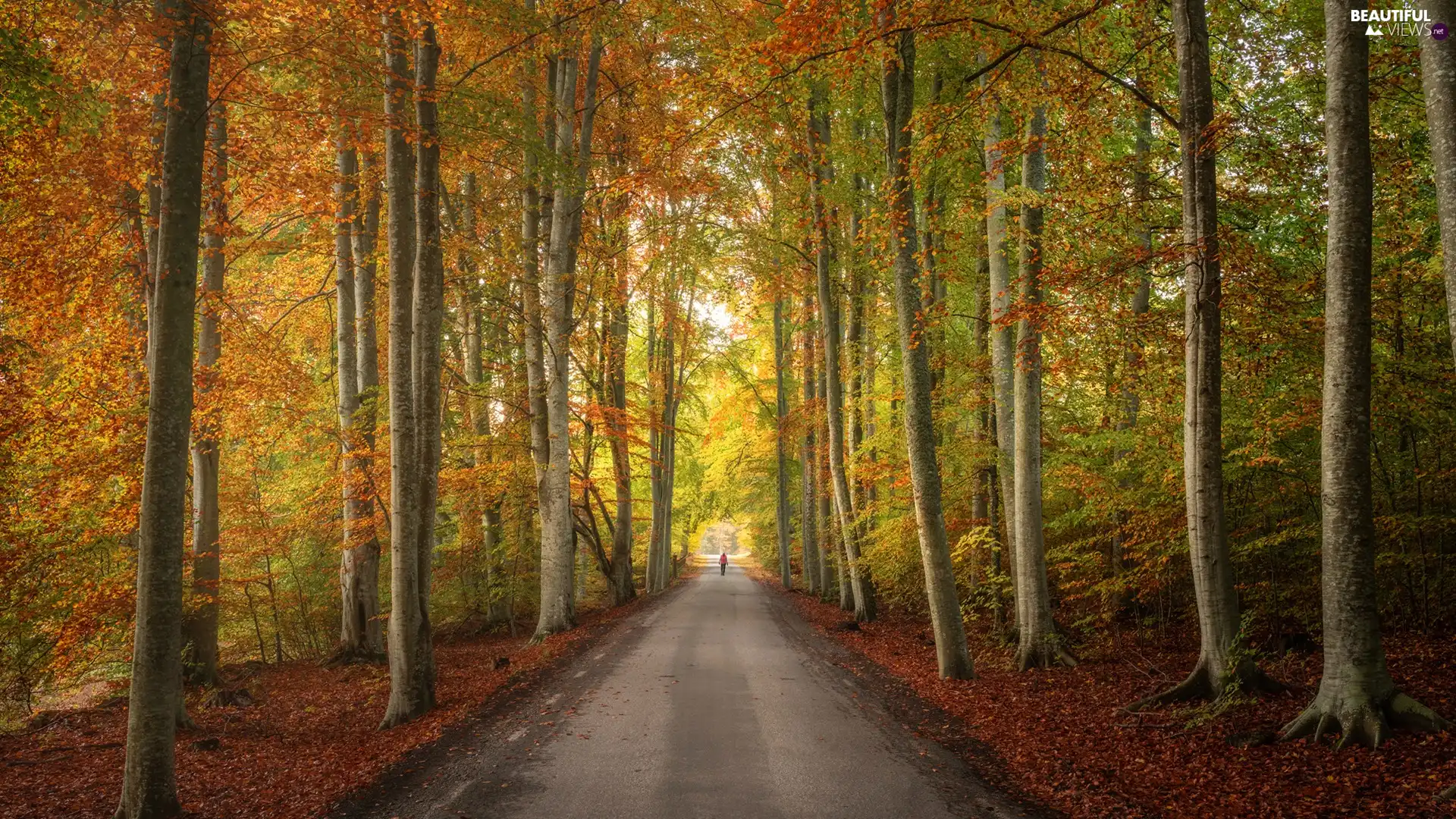 trees, Way, Leaf, high, forest, viewes, autumn