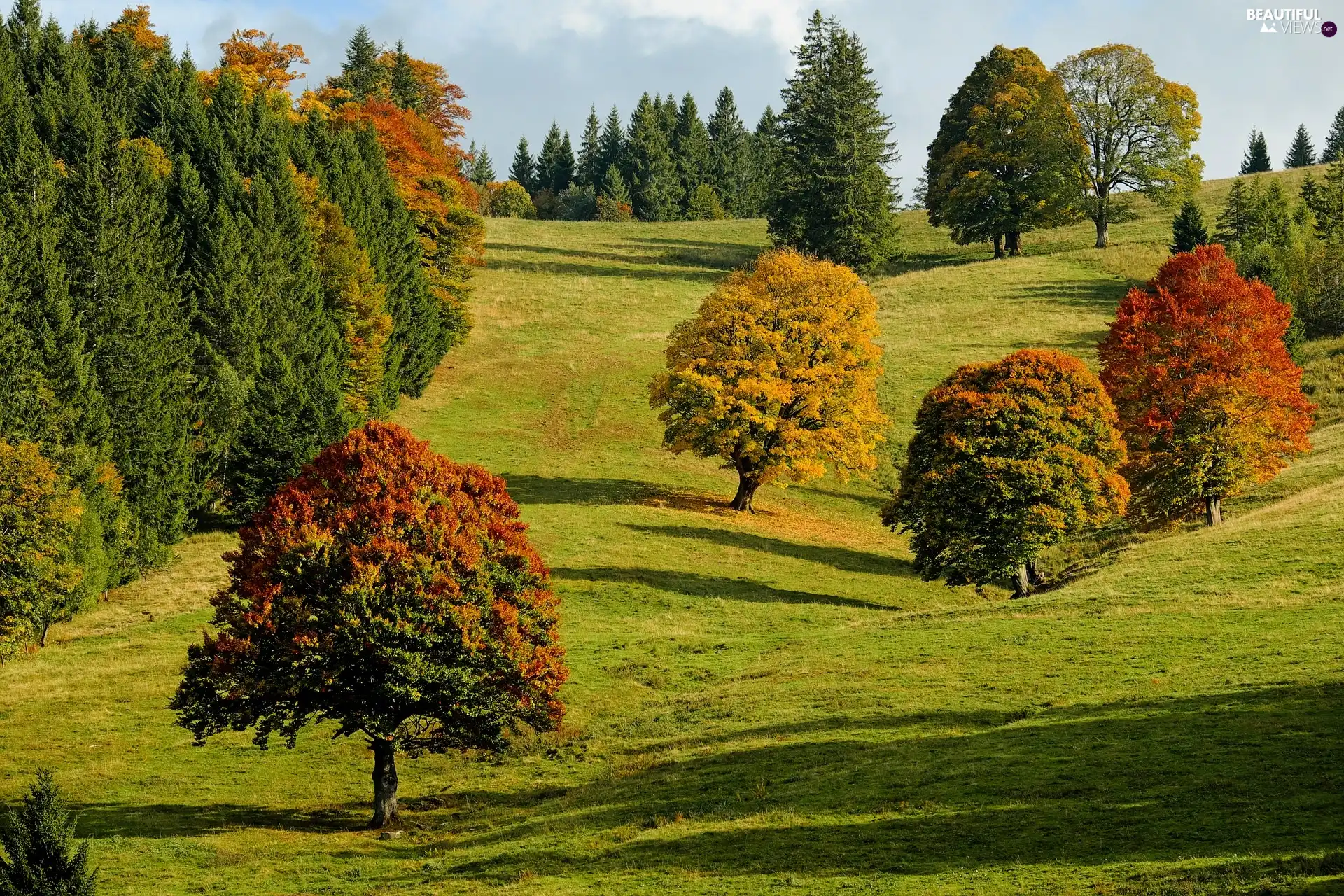 viewes, Hill, color, trees, autumn