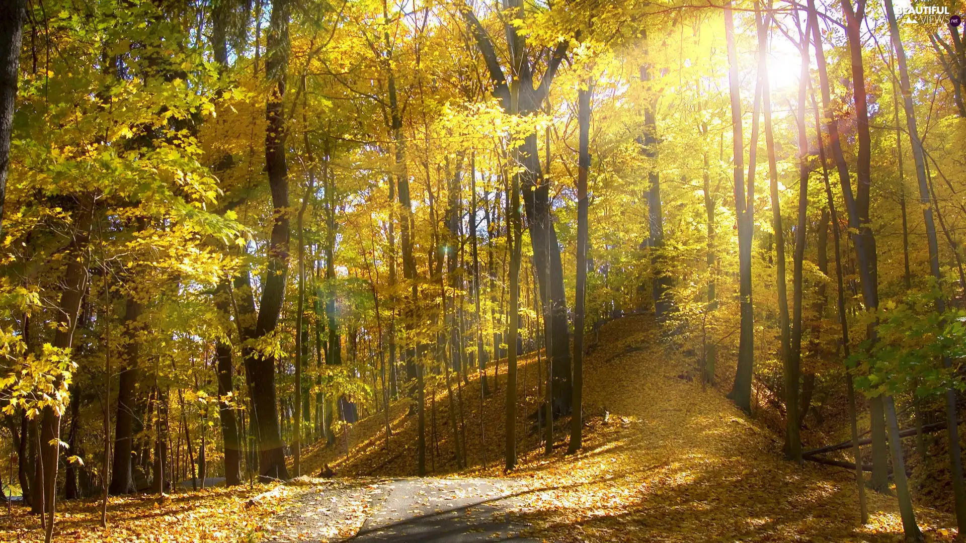 Way, forest, hill, Leaf, flash, luminosity, ligh, sun, Przebijające