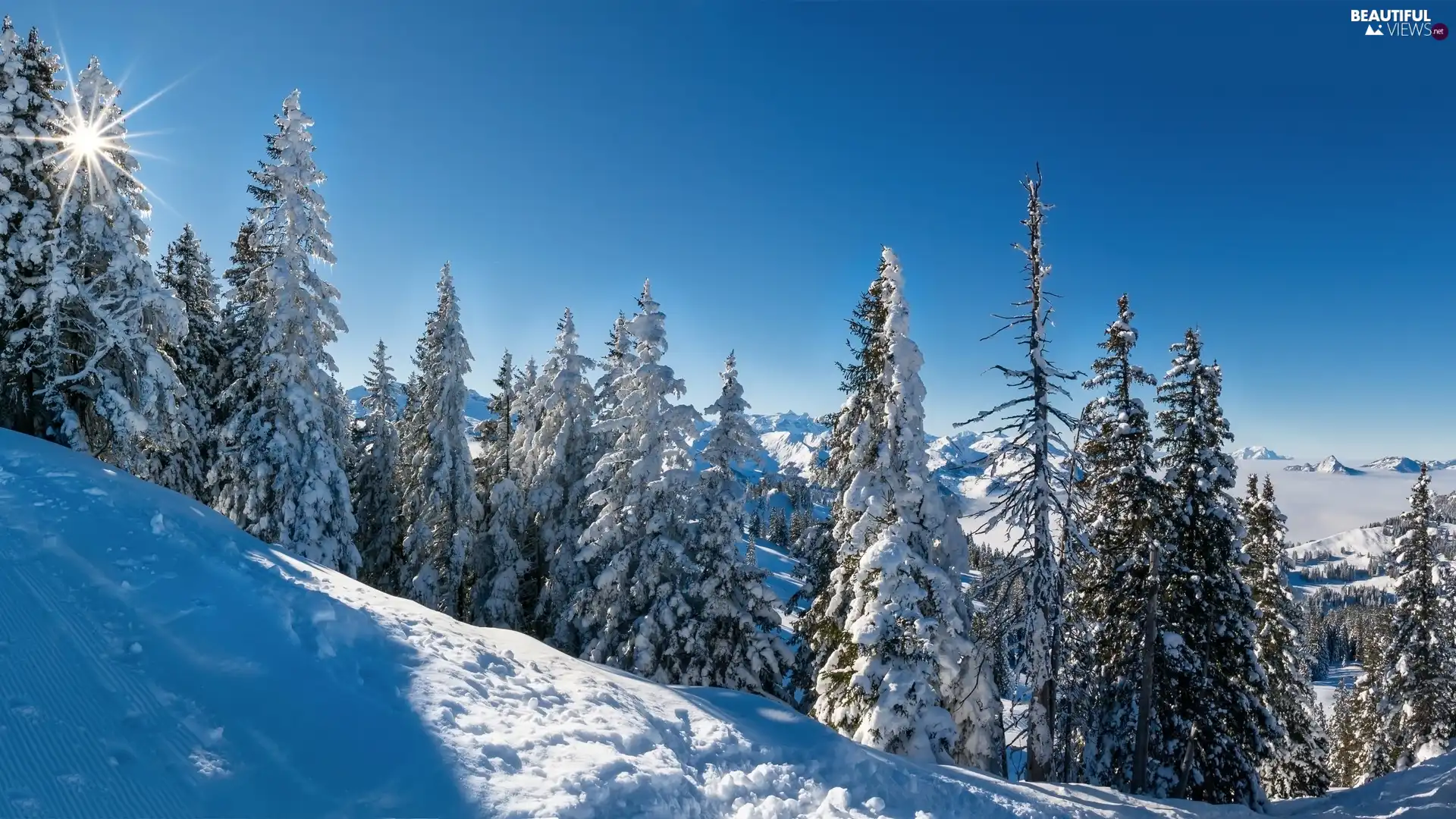 forest, Hill, trees, viewes, winter