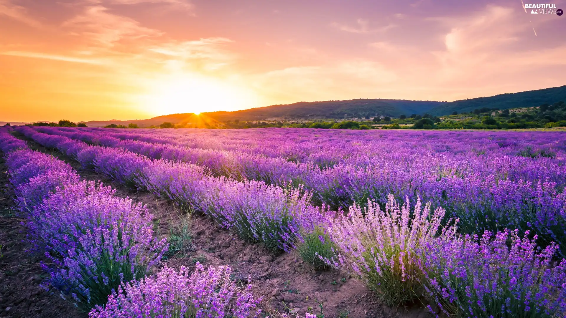 trees, Field, The Hills, Sunrise, viewes, lavender